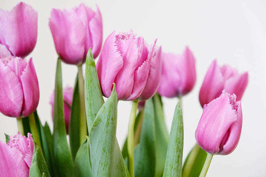Louve Tulip Bulbs