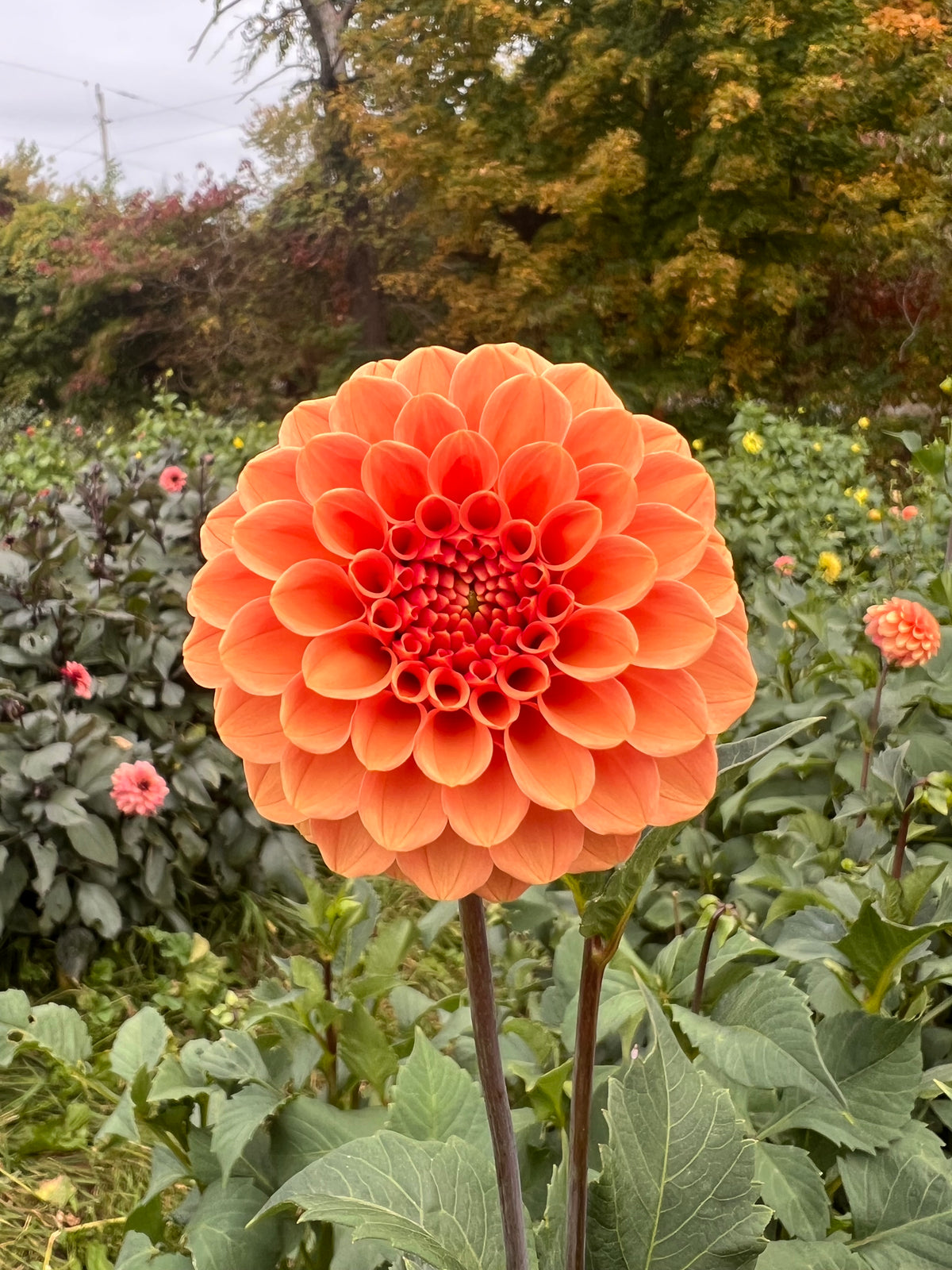 Rose Toscana Dahlia Tuber - *Not Sold Out* SALE COMING IN MARCH OF 2027