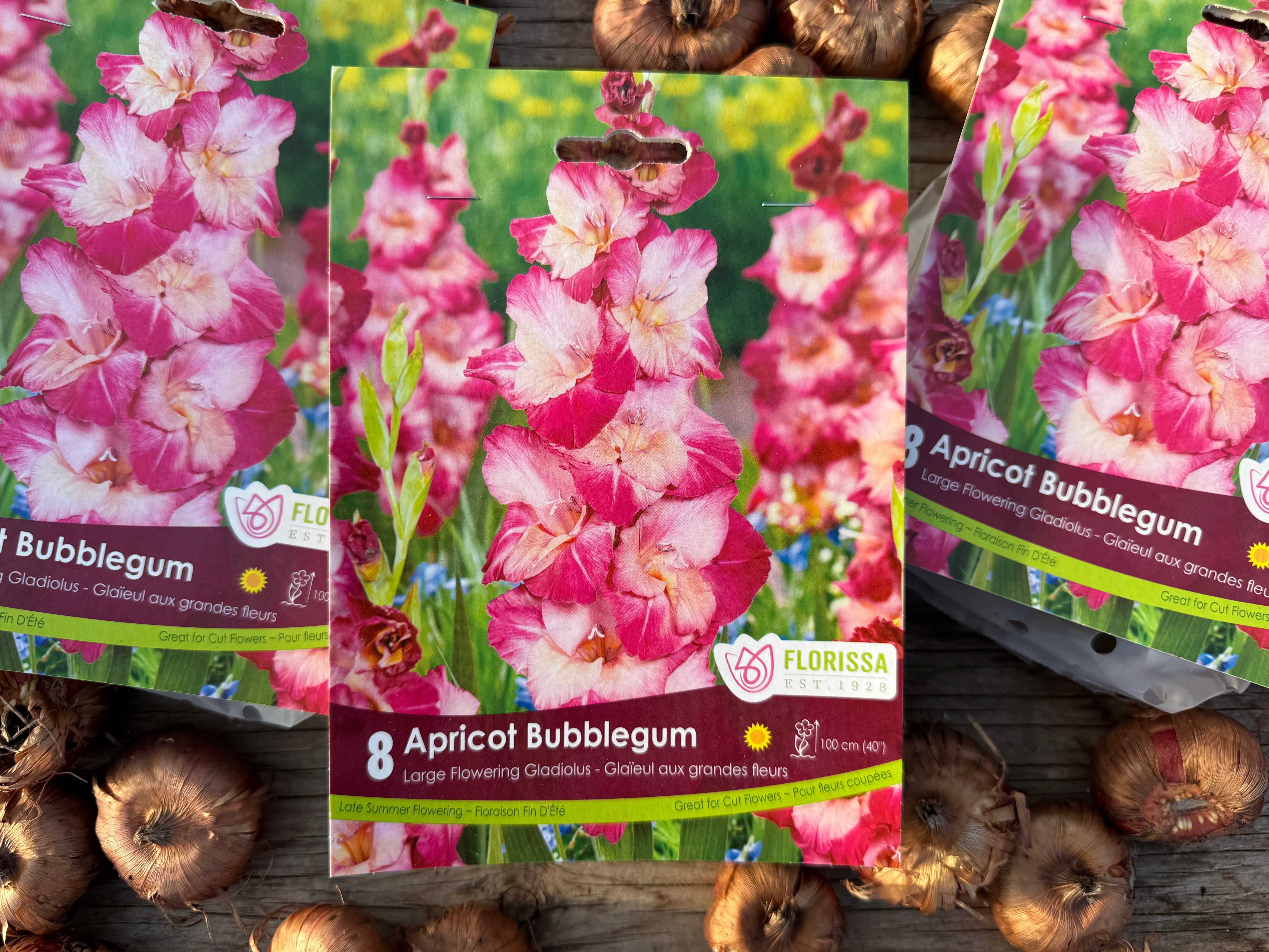 Apricot Bubblegum Gladiolus Corms
