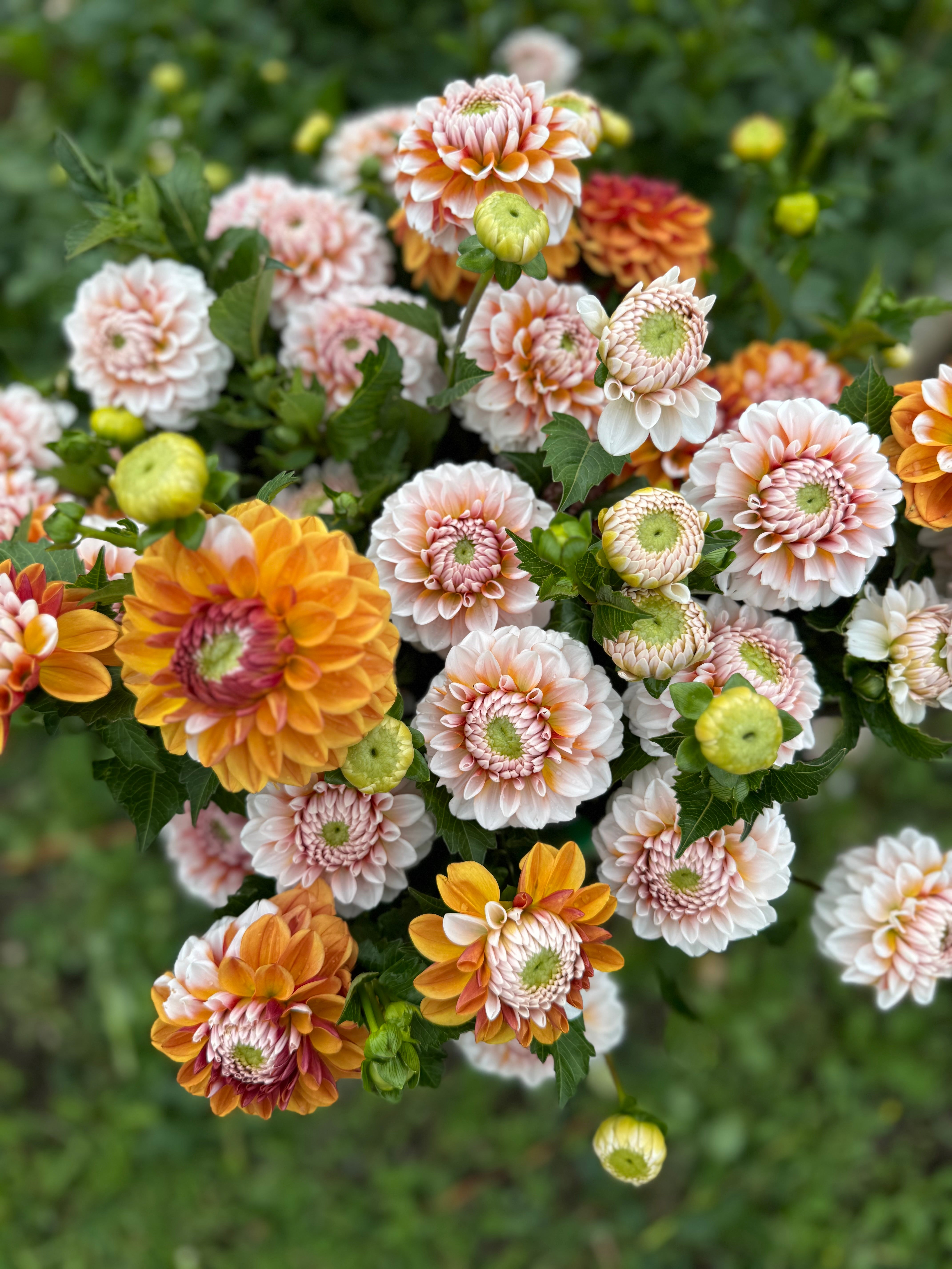 Tangerine Dream Dahlia Tuber - *Product NOT sold out*  SALES START MARCH 2026: Date TBA