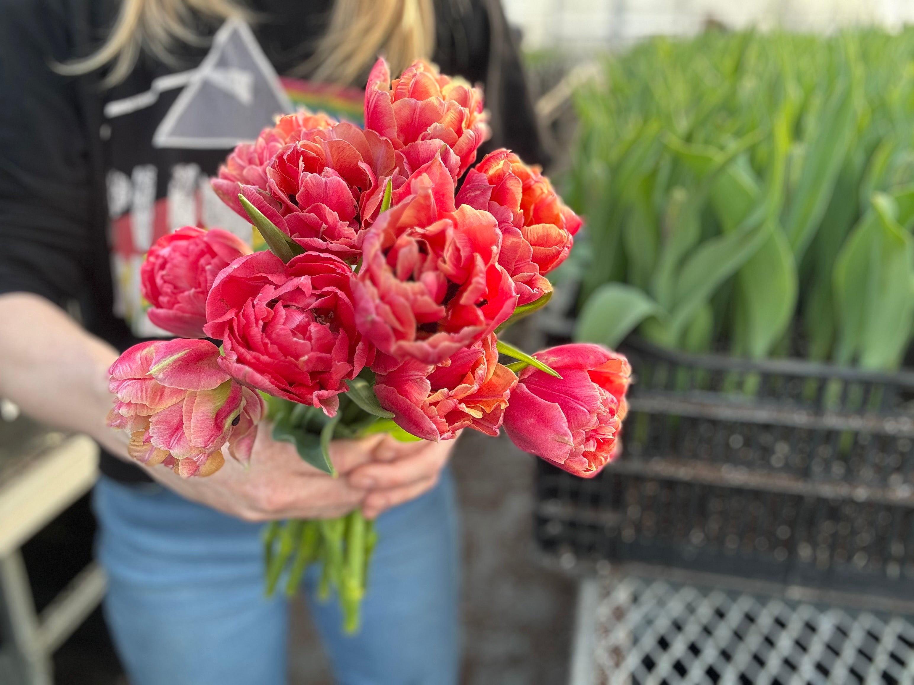 Verona Sunrise Tulip Bulbs - COMING SEPTEMBER 7TH AT 5PM