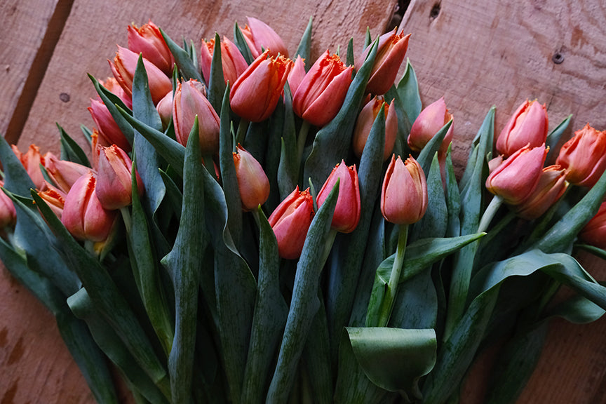 Cut tulips rest on a wooden surface. 