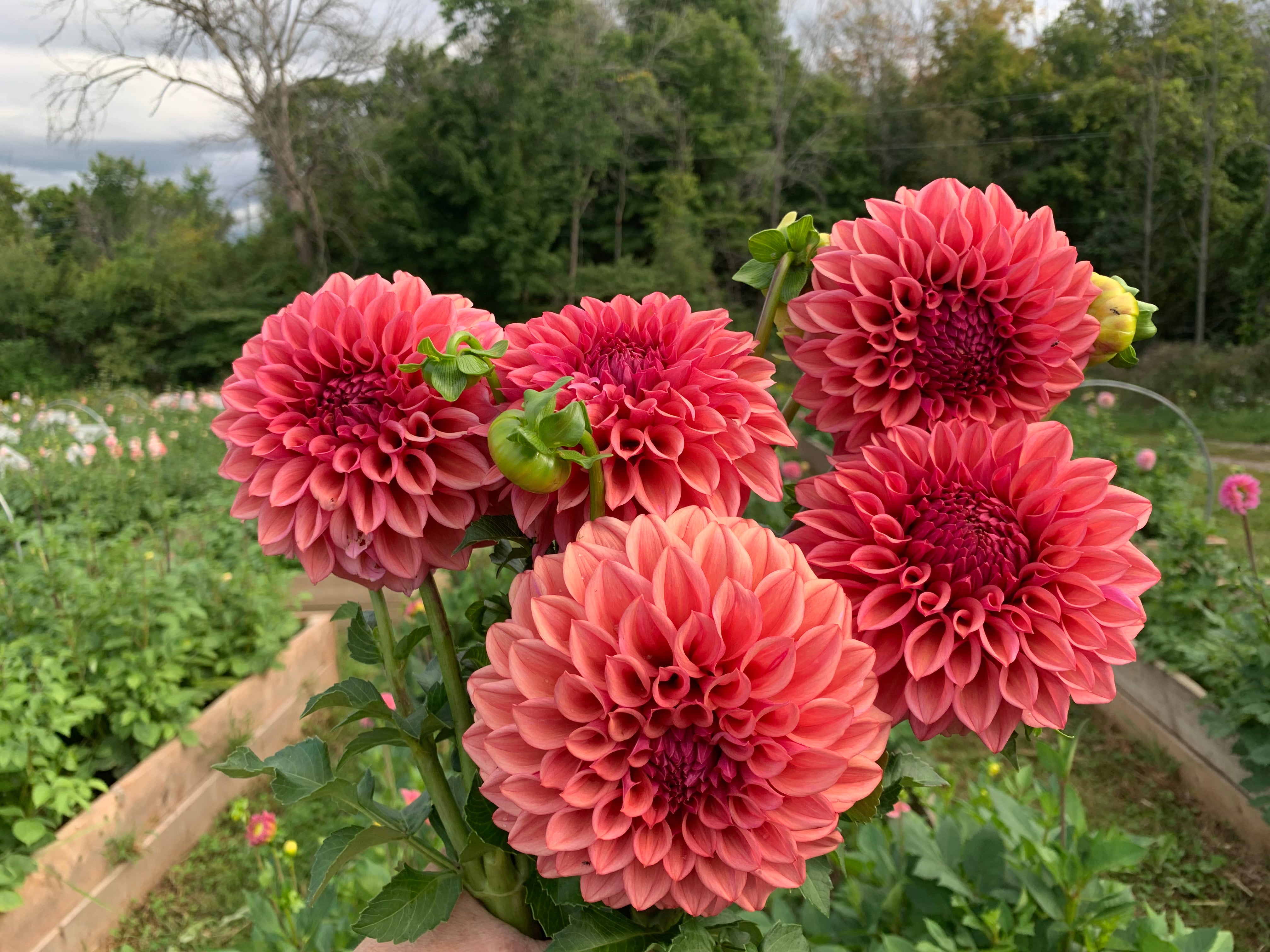 Orange Globe Dahlia Tuber