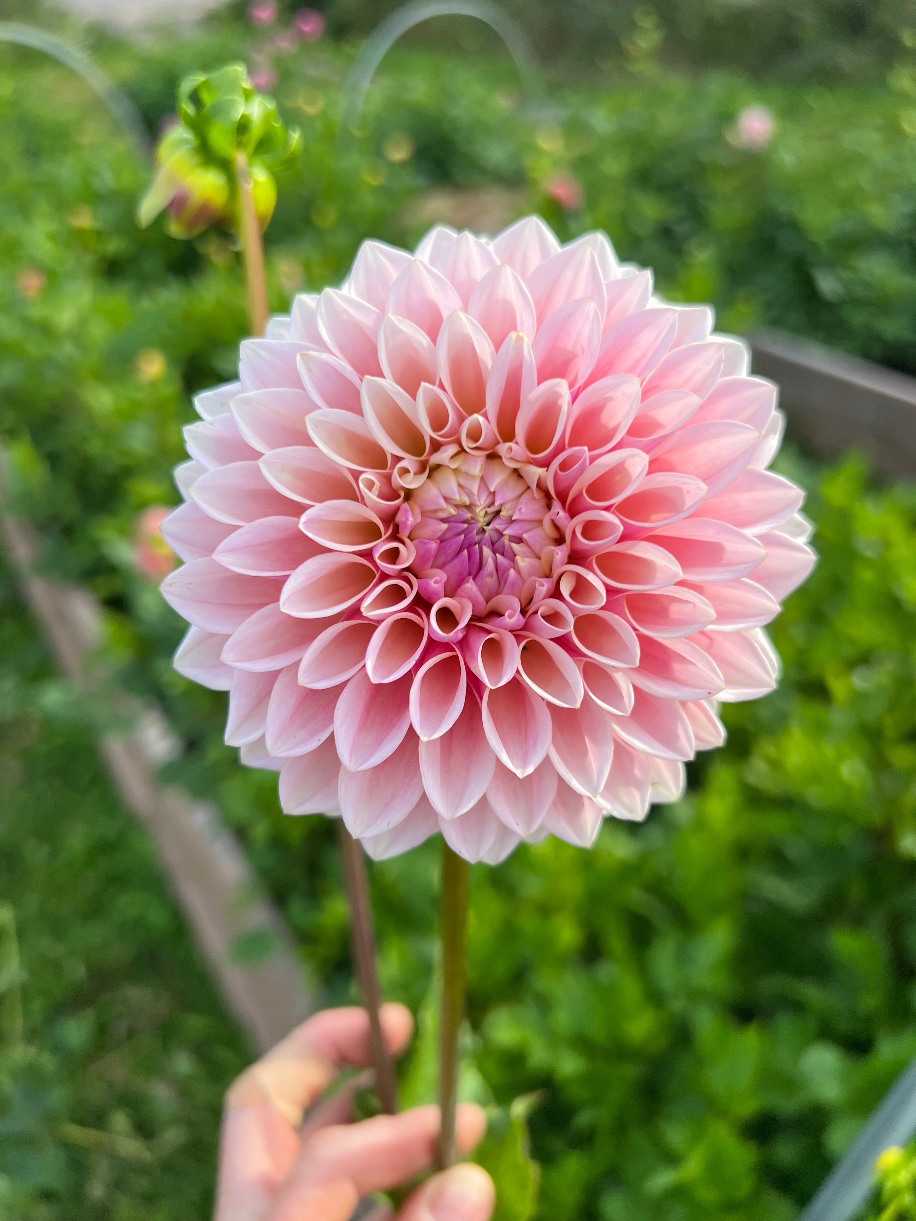Coralie Dahlia Tuber