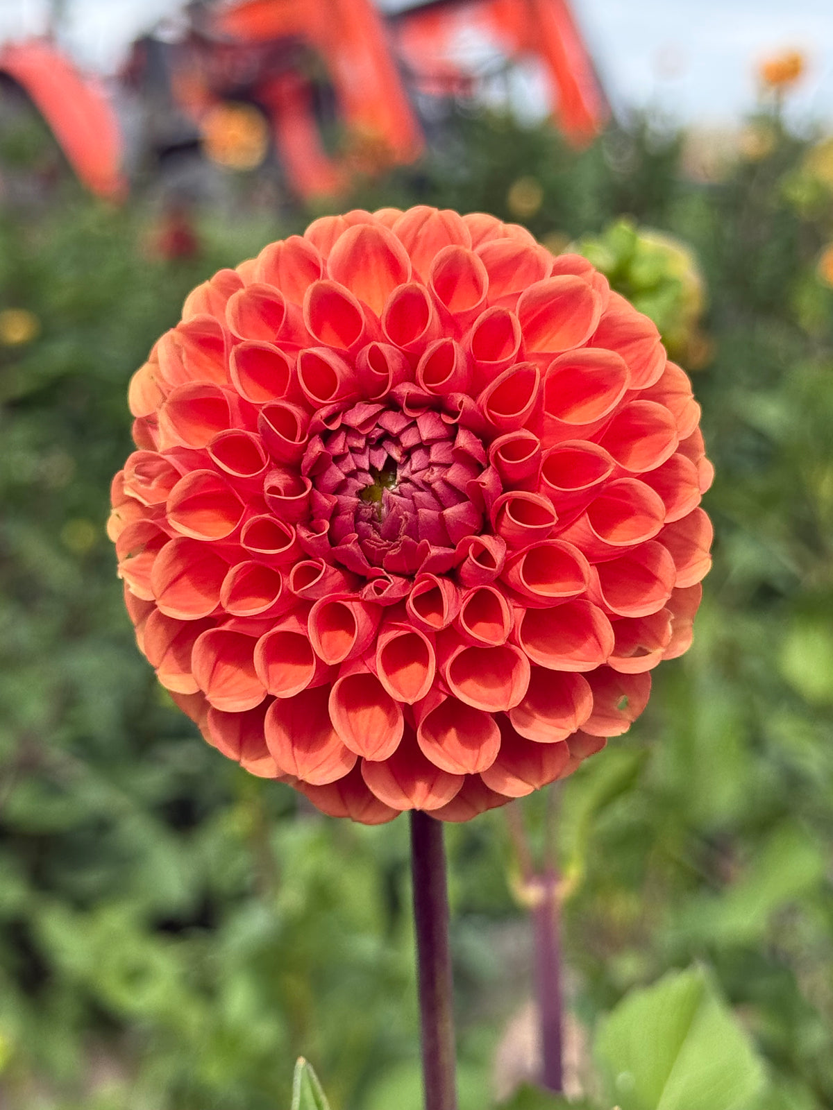 Cornel Bronze Dahlia Tuber - *Not Sold Out* SALE COMING IN MARCH OF 2027