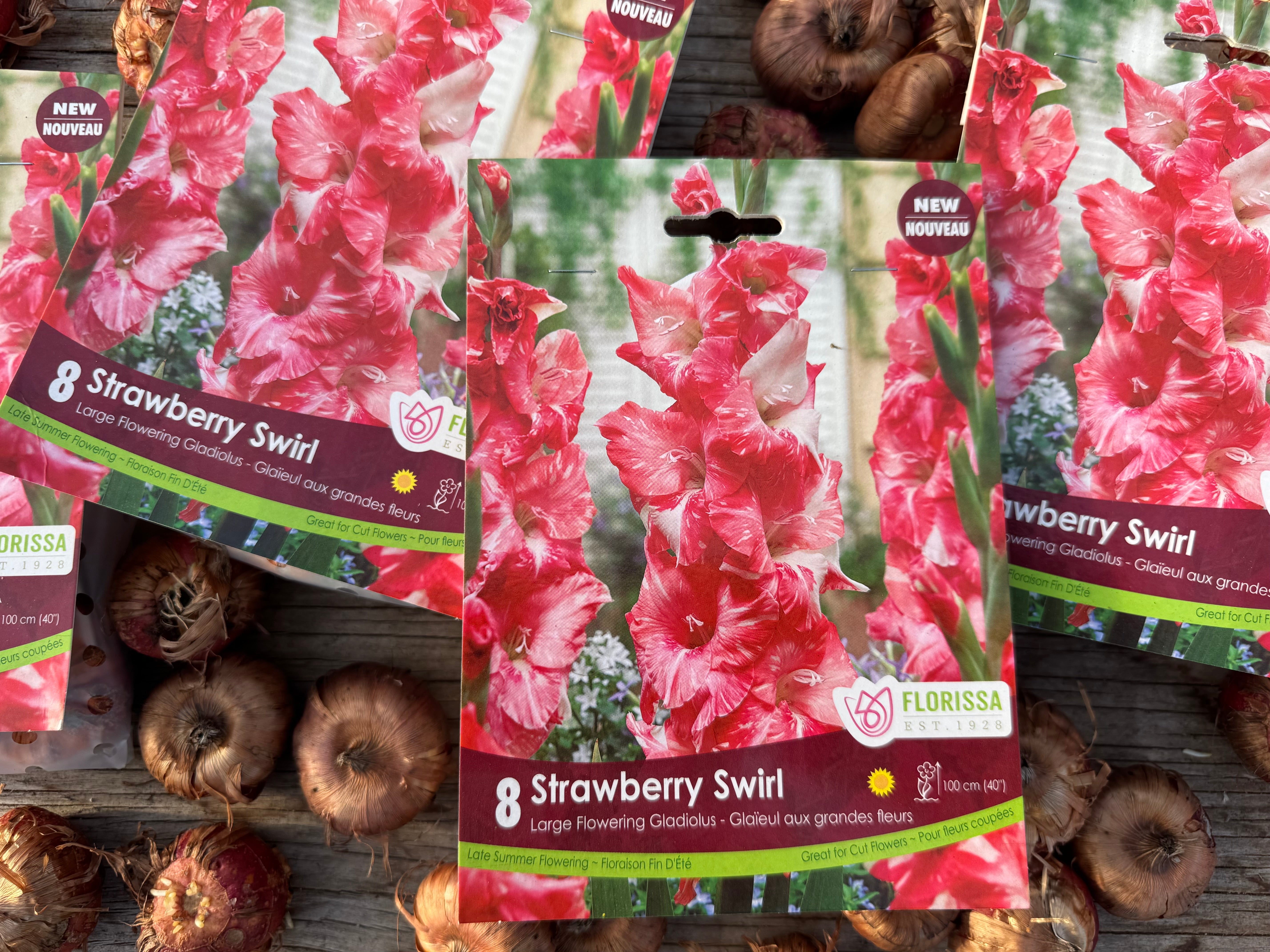 Strawberry Swirl Gladiolus Corms