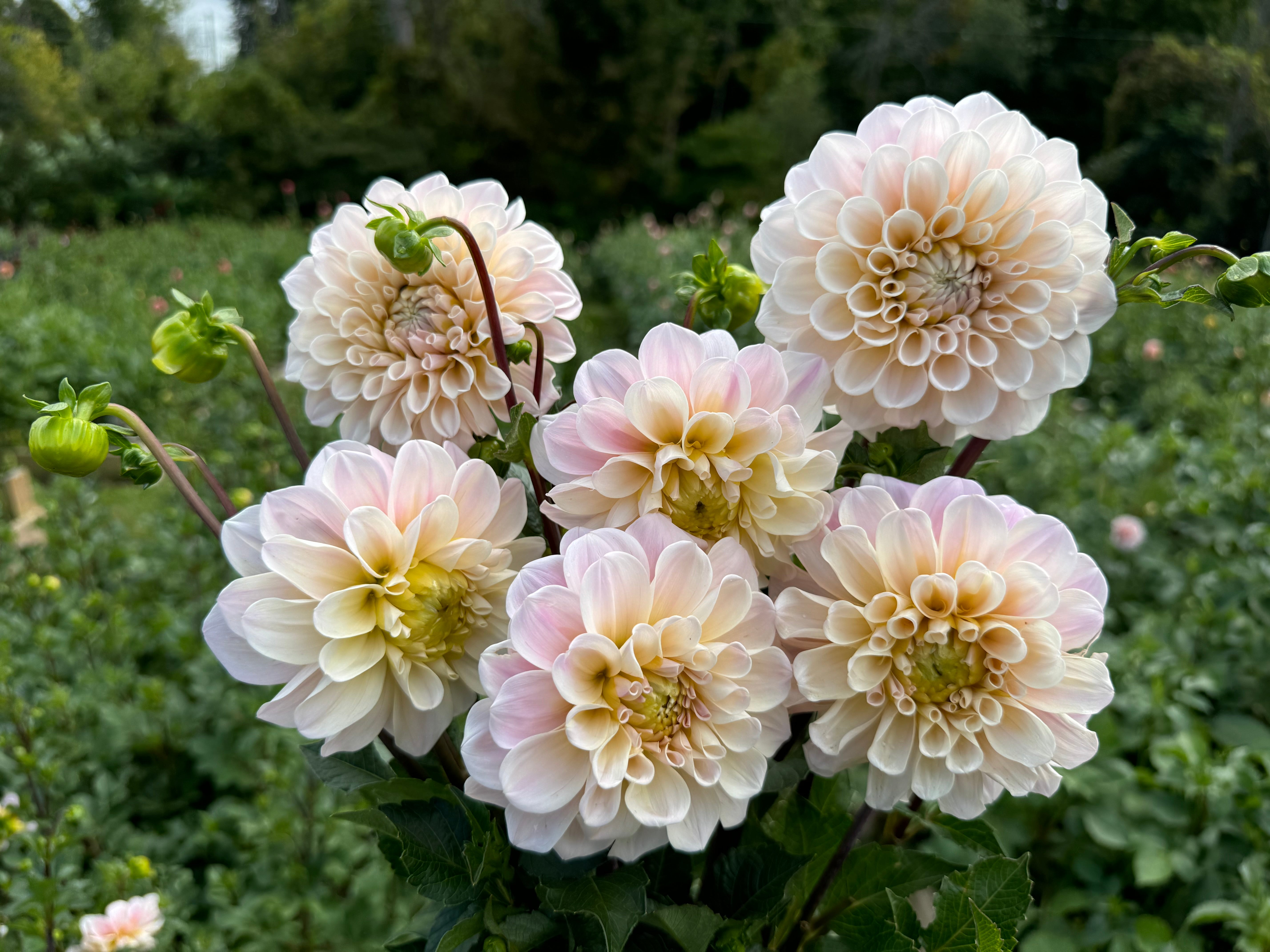 Sweet Nathalie Dahlia Tuber *GROWN AT DAHLIA MAY*