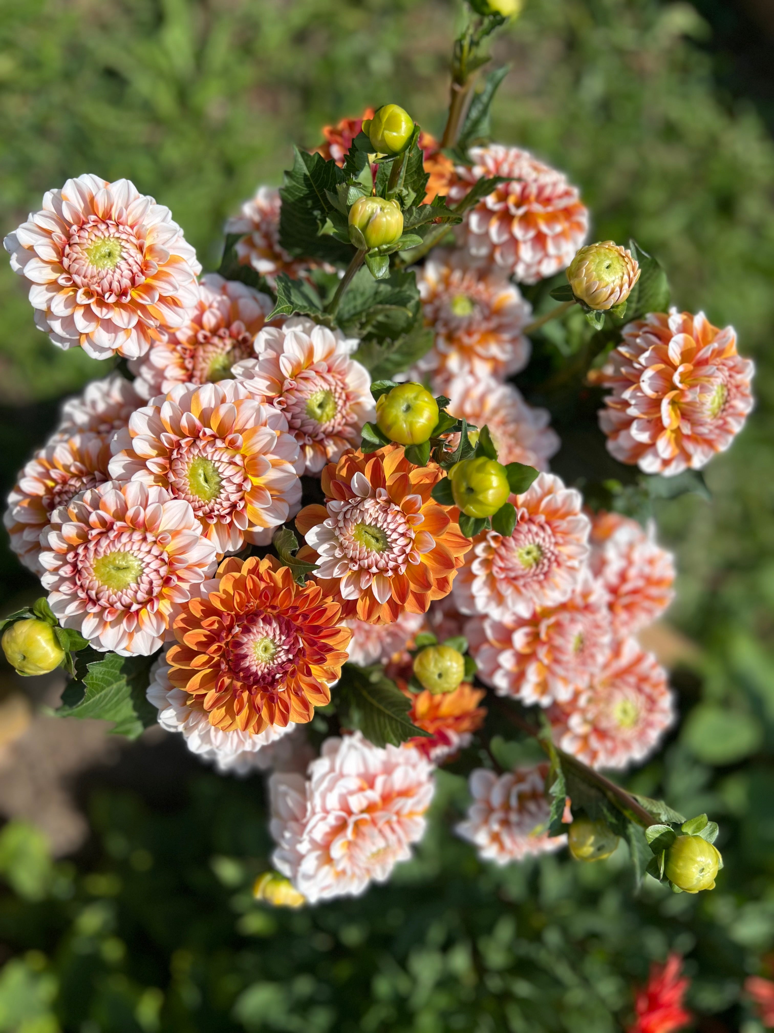 Tangerine Dream Dahlia Tuber - *Product NOT sold out*  SALES START MARCH 2026: Date TBA