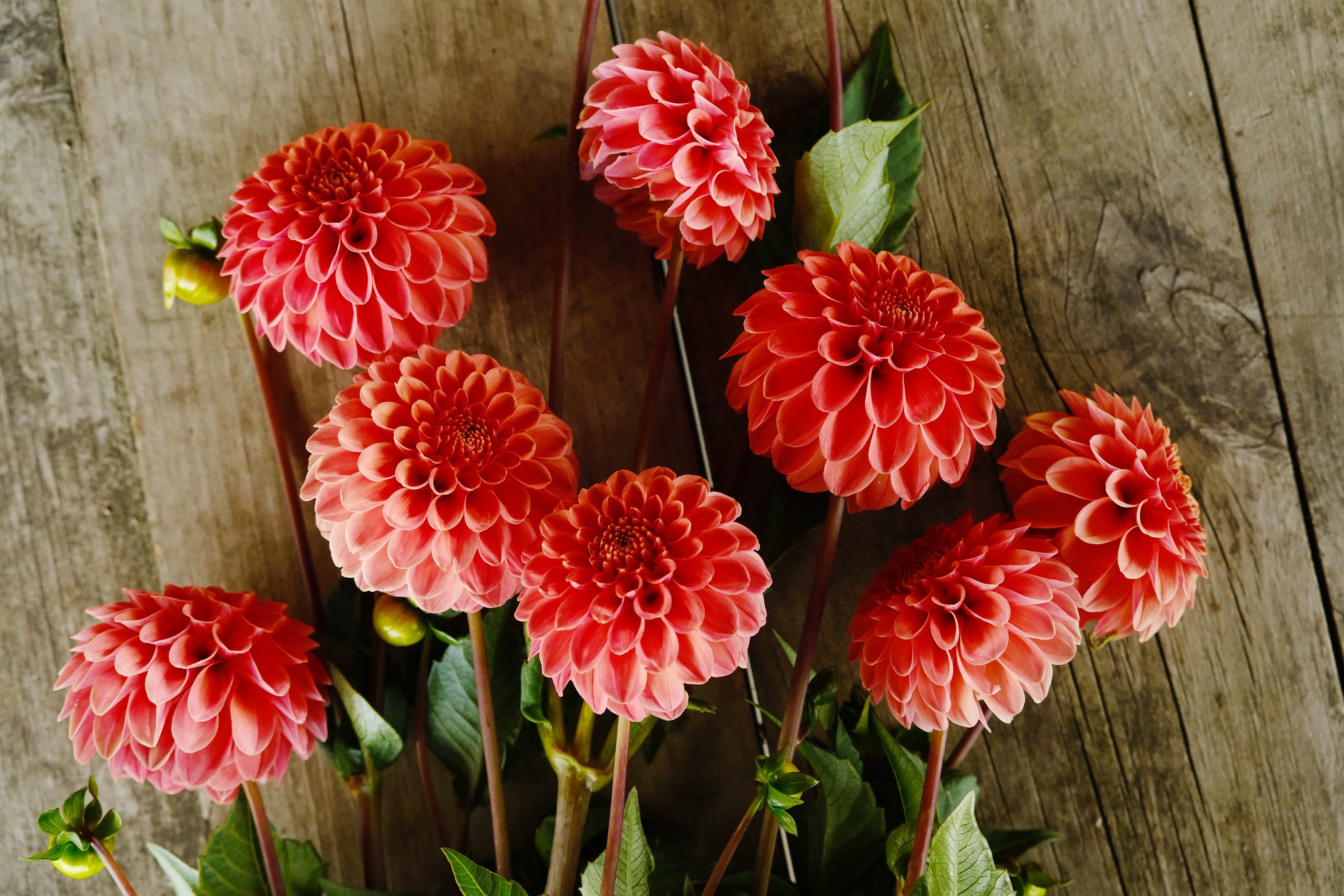 Rose Toscana Dahlia Tuber - *Product NOT sold out*  SALES START MARCH 2026: Date TBA