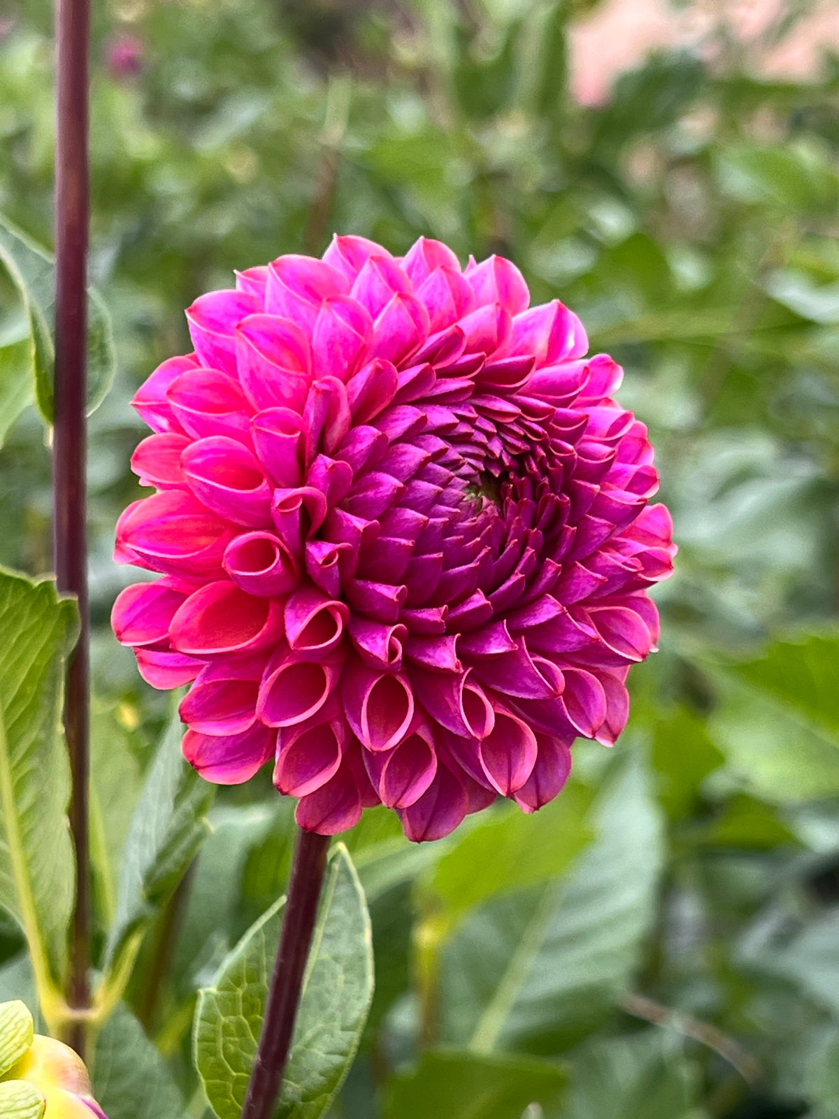 Caitlin's Joy Dahlia Tuber - *Not Sold Out* SALE COMING IN MARCH OF 2027