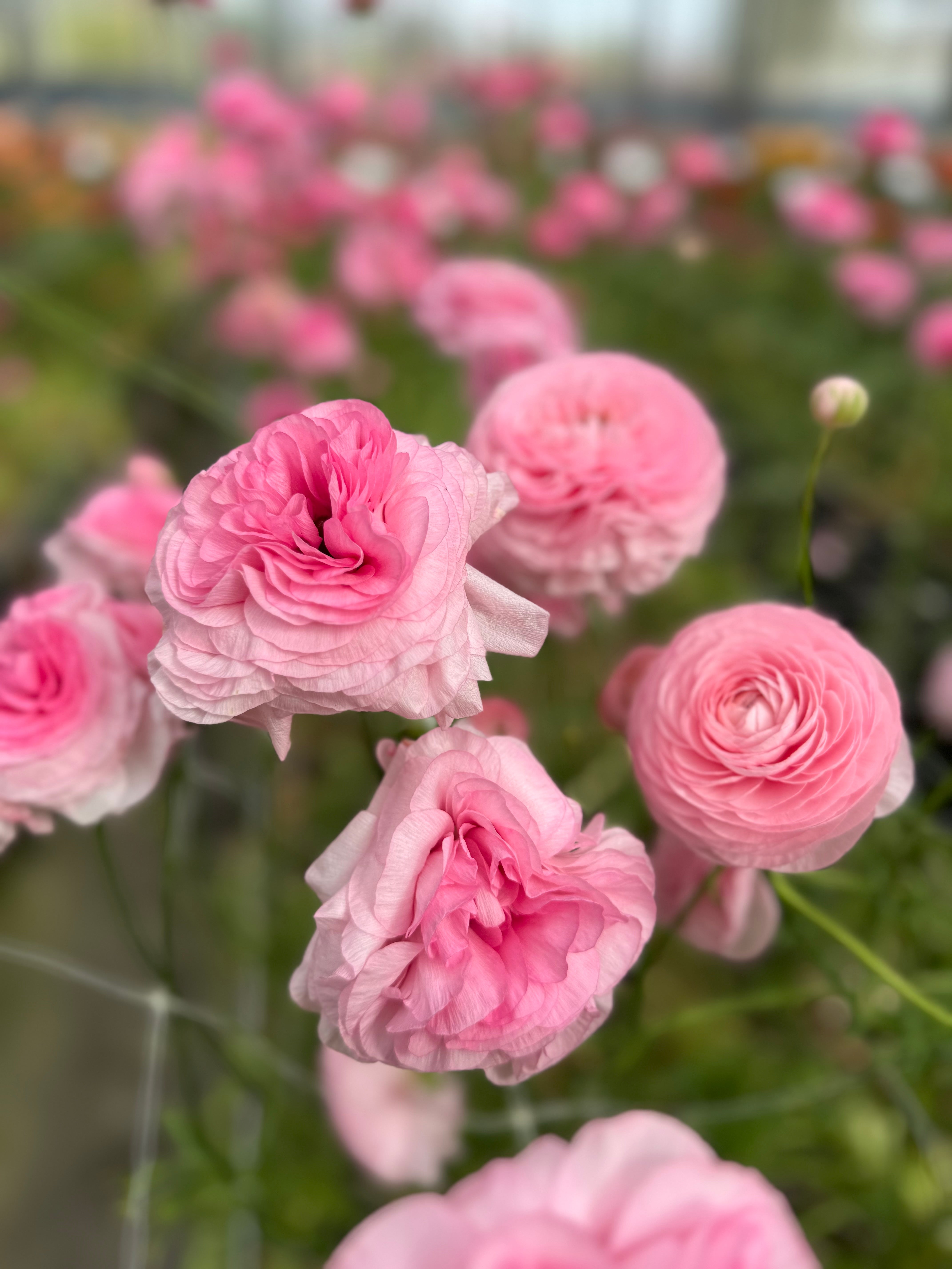 Italian Ranunculus Rosa Chiaro Light Pink Corms - COMING SEPTEMBER 7TH AT 5PM