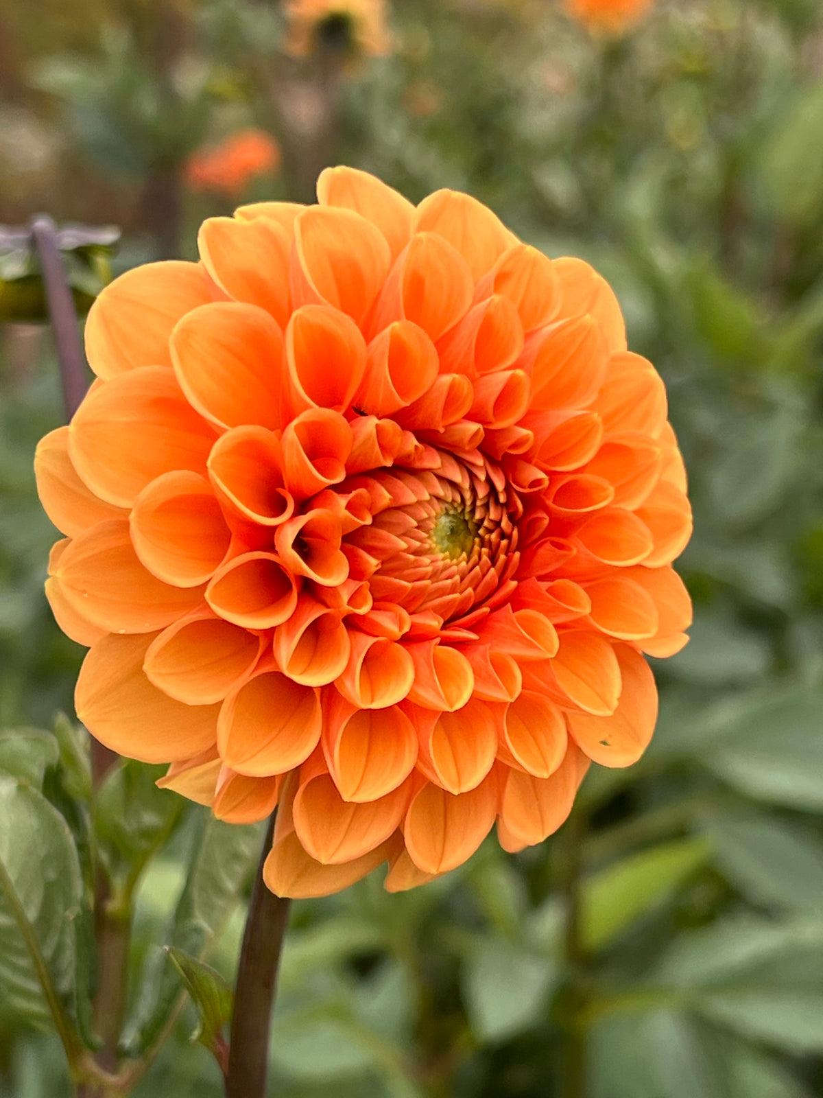 Maarn Dahlia Tuber - *Product NOT sold out*  SALES START SUNDAY MARCH 1ST AT 4PM