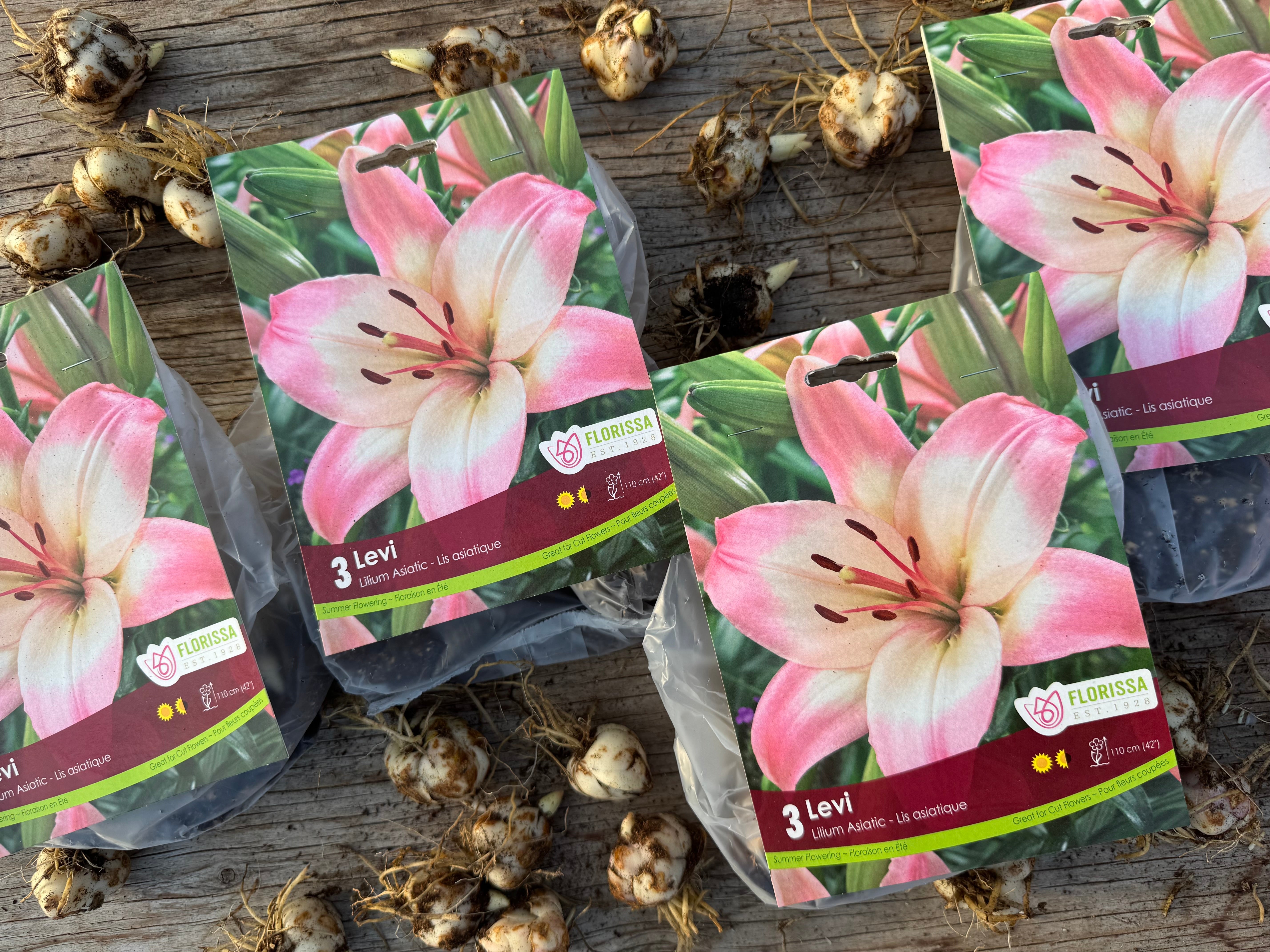 Levi Asiatic Lily Bulb