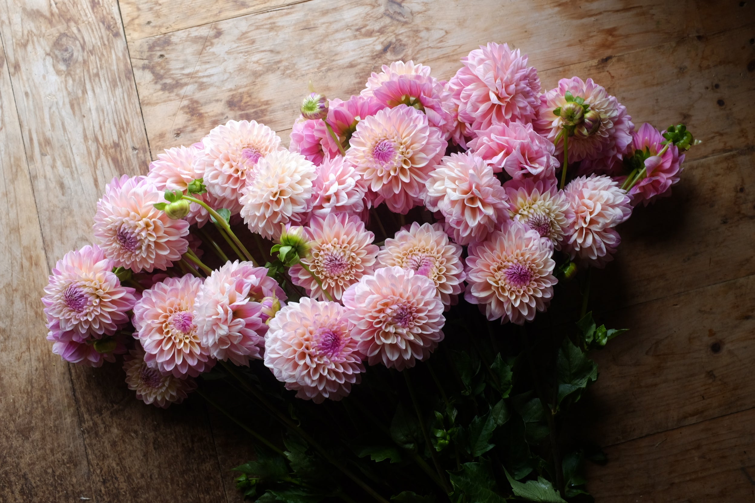 Coralie Dahlia Tuber - *Product NOT sold out*  SALES START MARCH 2026: Date TBA