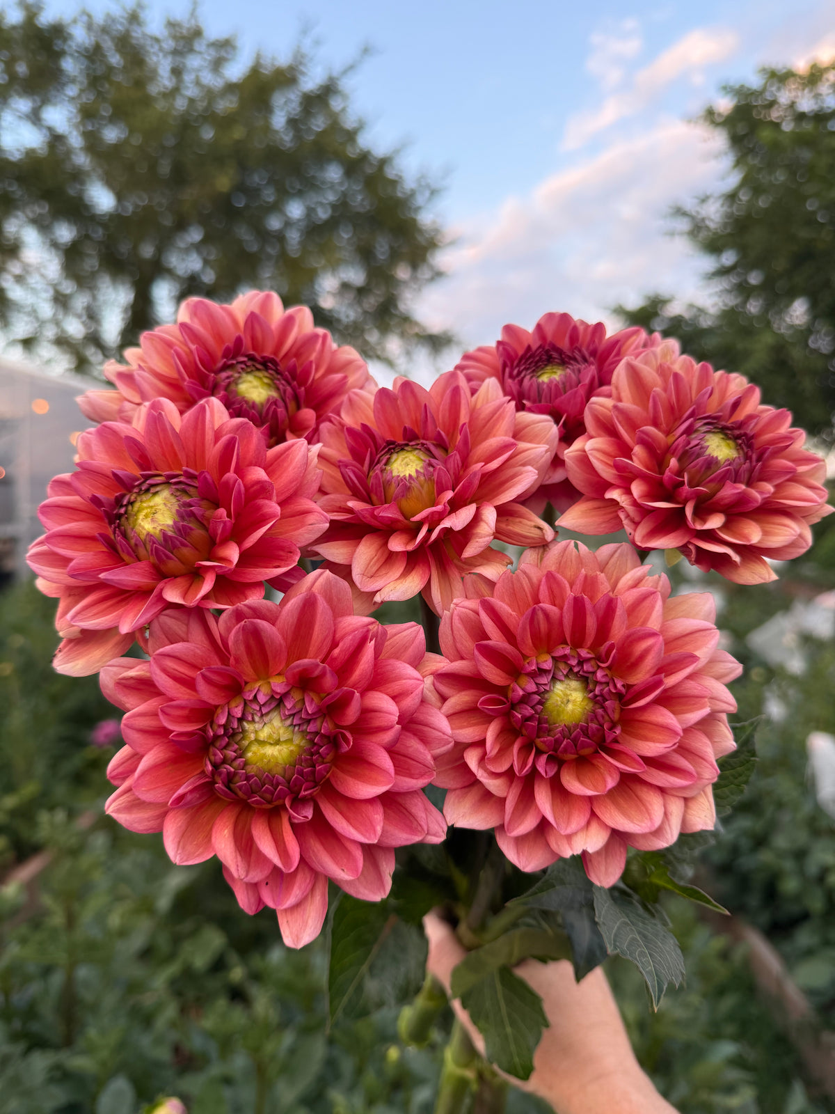 Salmon Runner Dahlia Tuber - *Not Sold Out* SALE COMING IN MARCH OF 2027