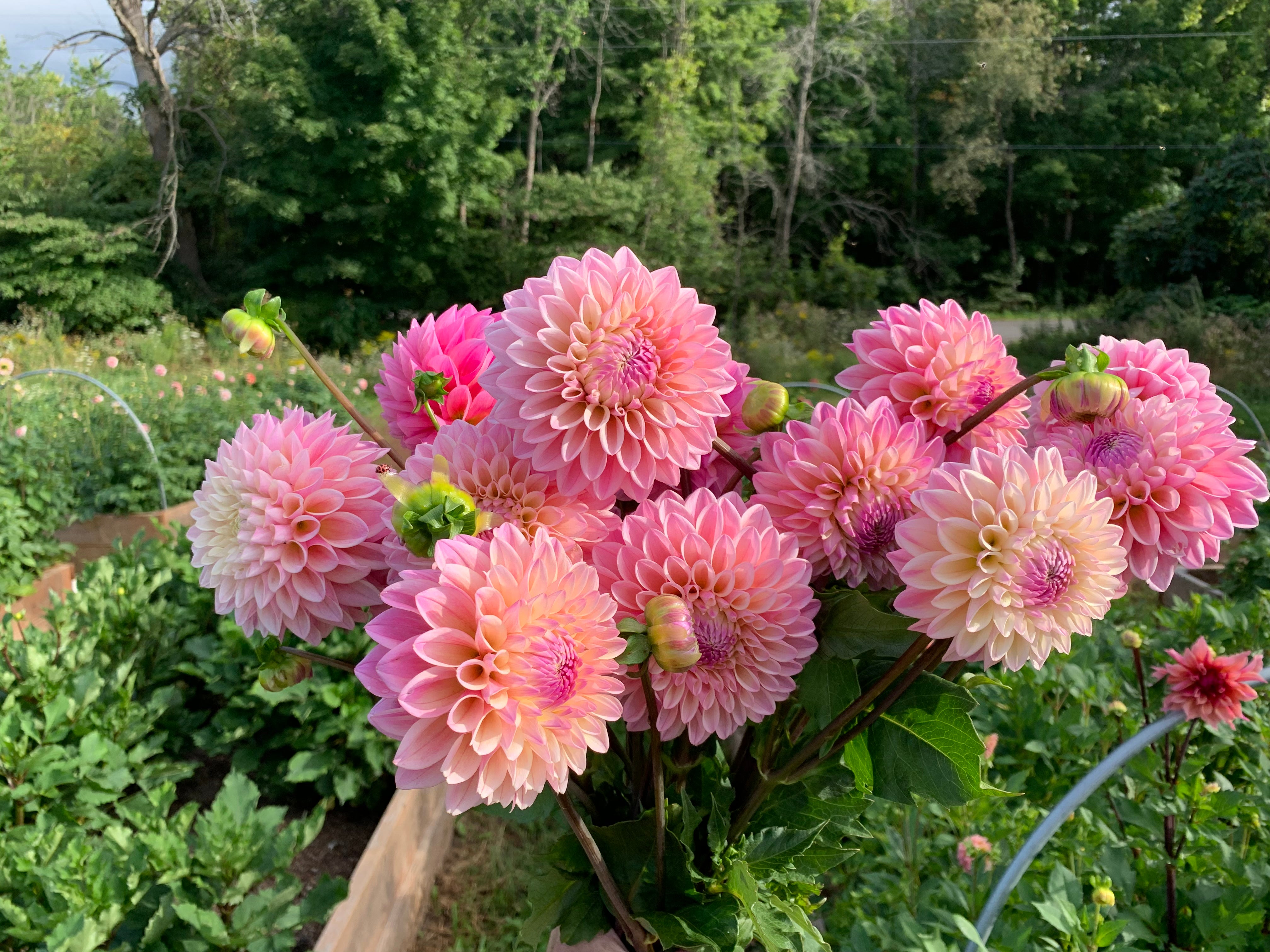 Coralie Dahlia Tuber