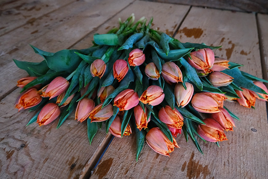 Cut tulips rest on a wooden surface. 