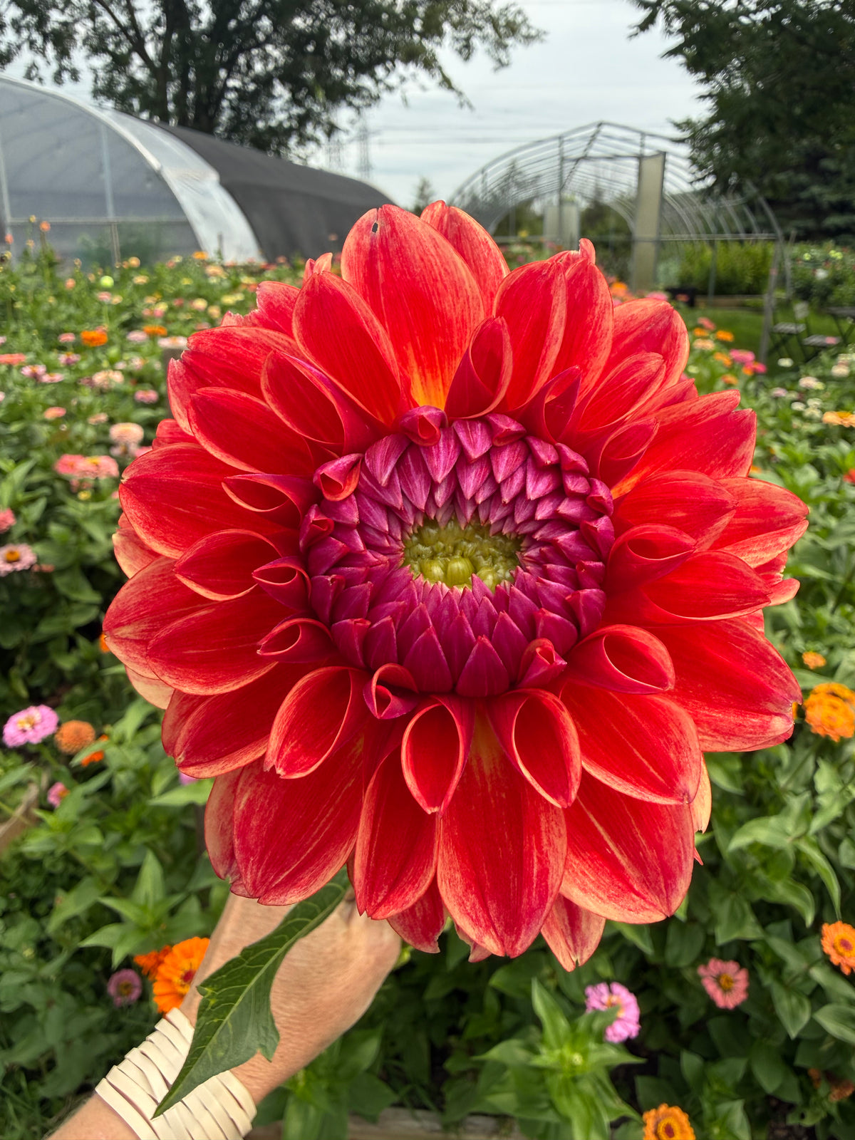 All That Jazz Dahlia Tuber - *Not Sold Out* SALE COMING IN MARCH OF 2027