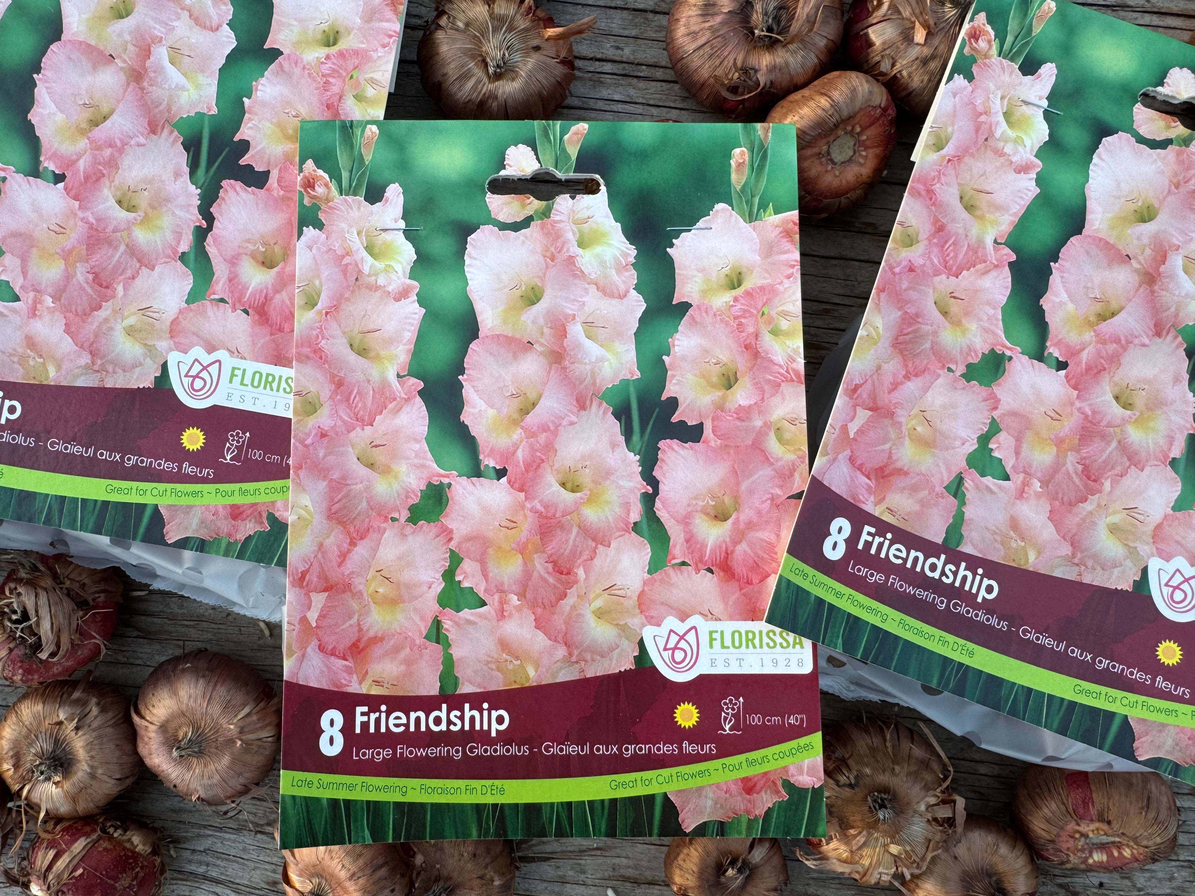 Friendship Gladiolus Corms