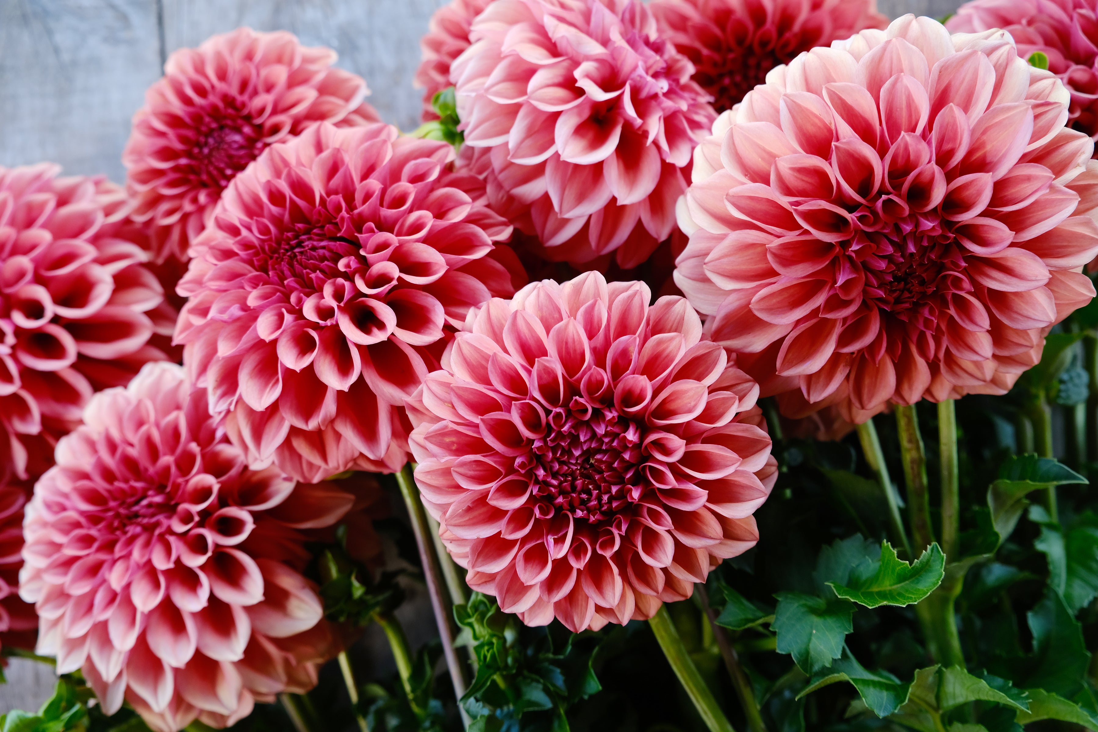 Orange Globe Dahlia Tuber