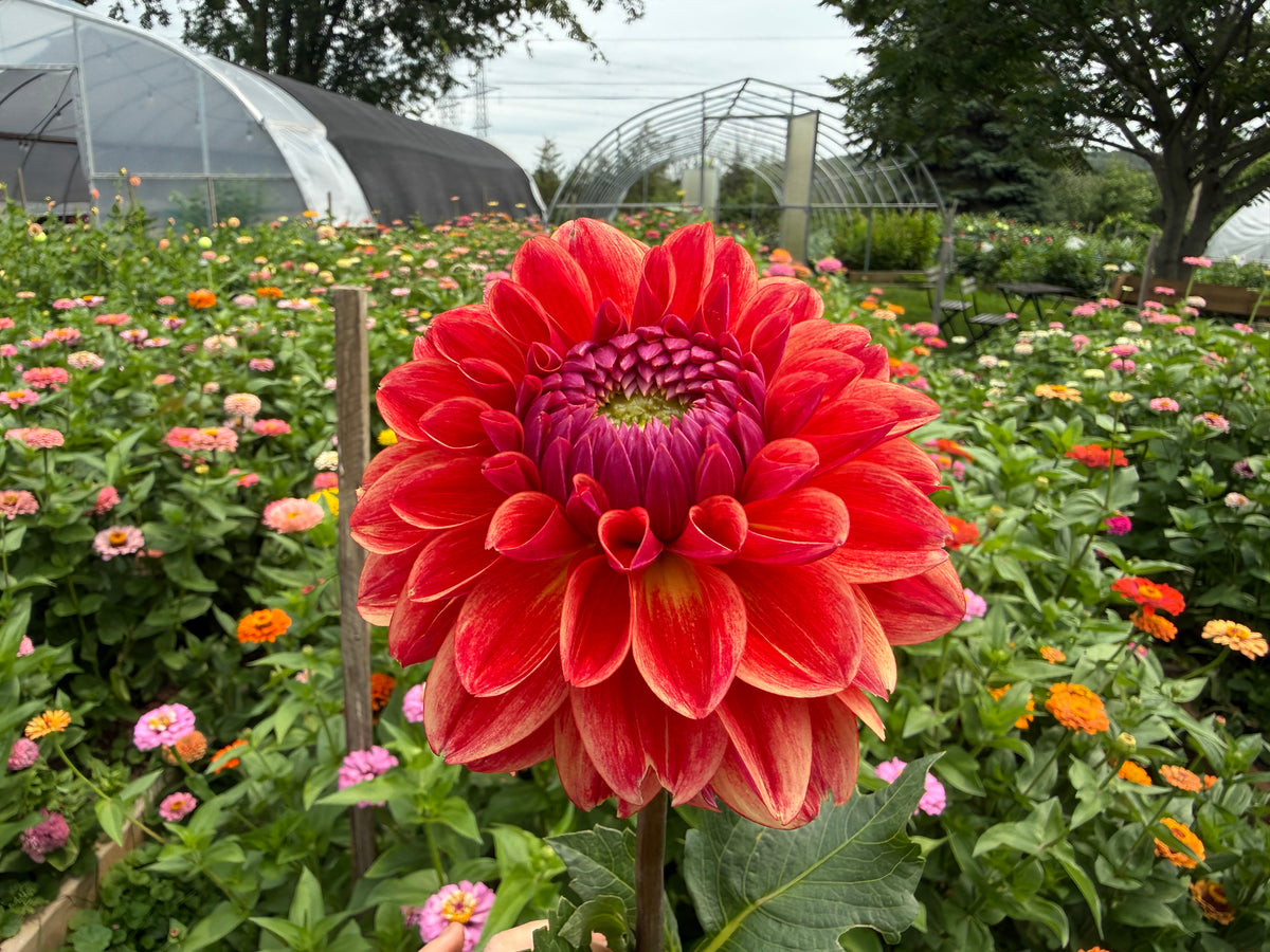 All That Jazz Dahlia Tuber - *Not Sold Out* SALE COMING IN MARCH OF 2027