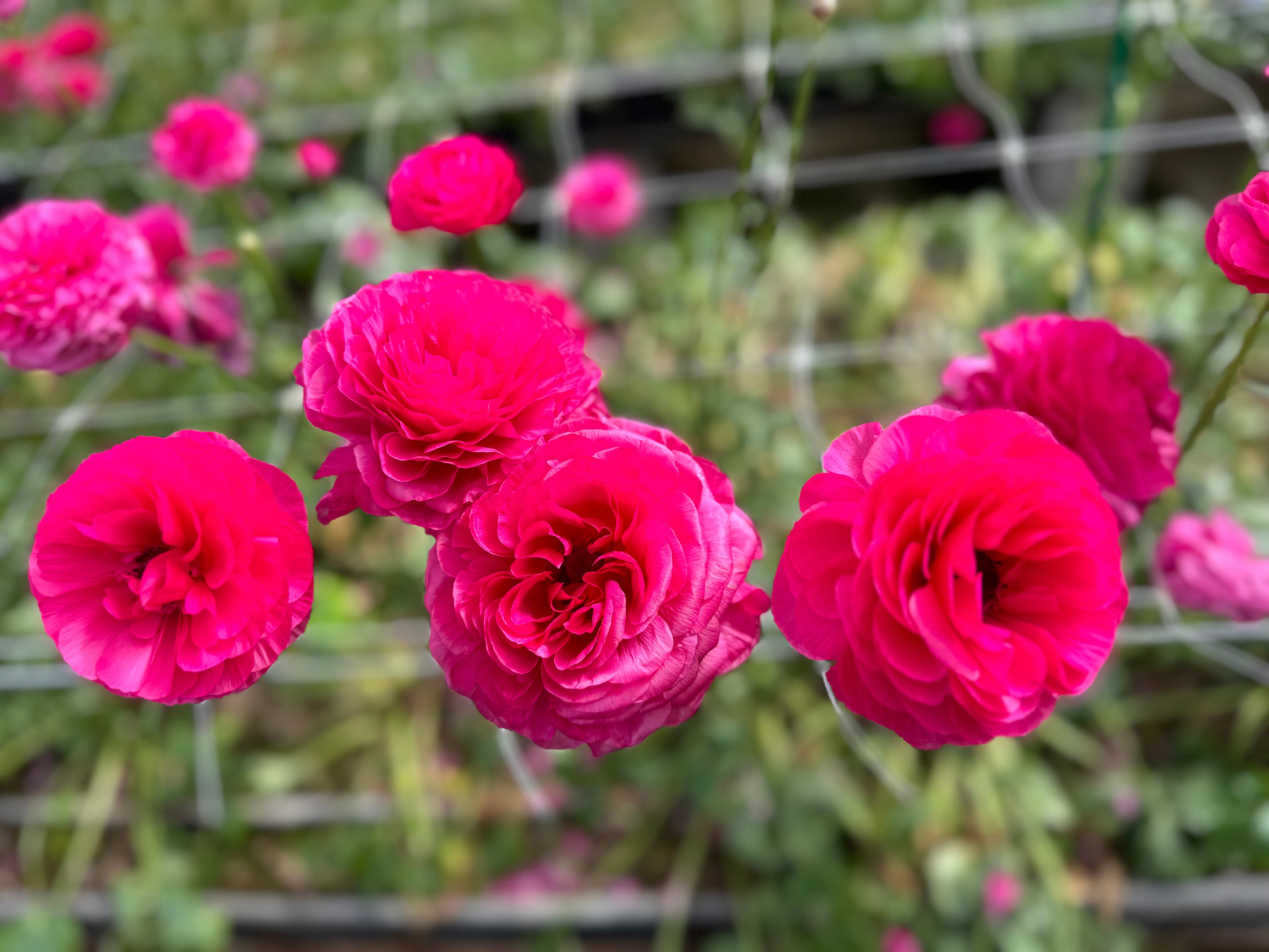 Italian Ranunculus Hot Pink Corms