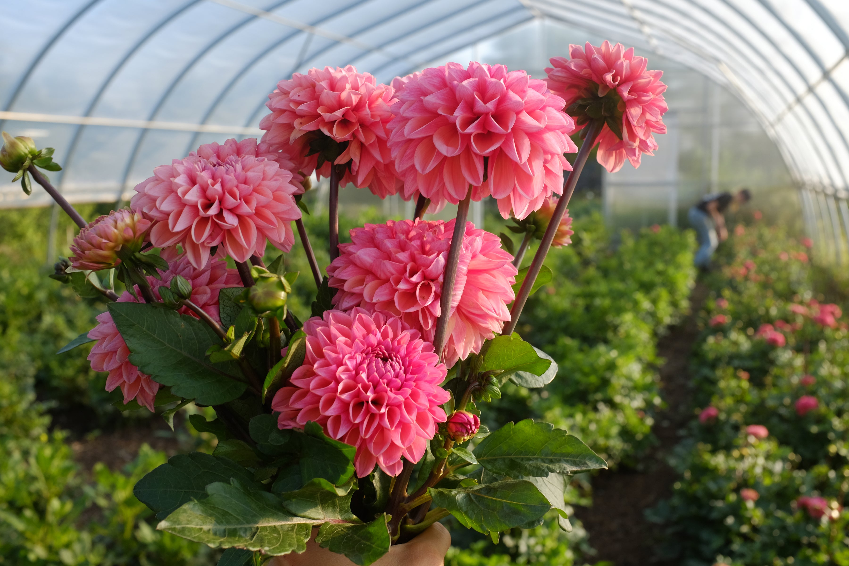 Daisy Duke Dahlia Tuber