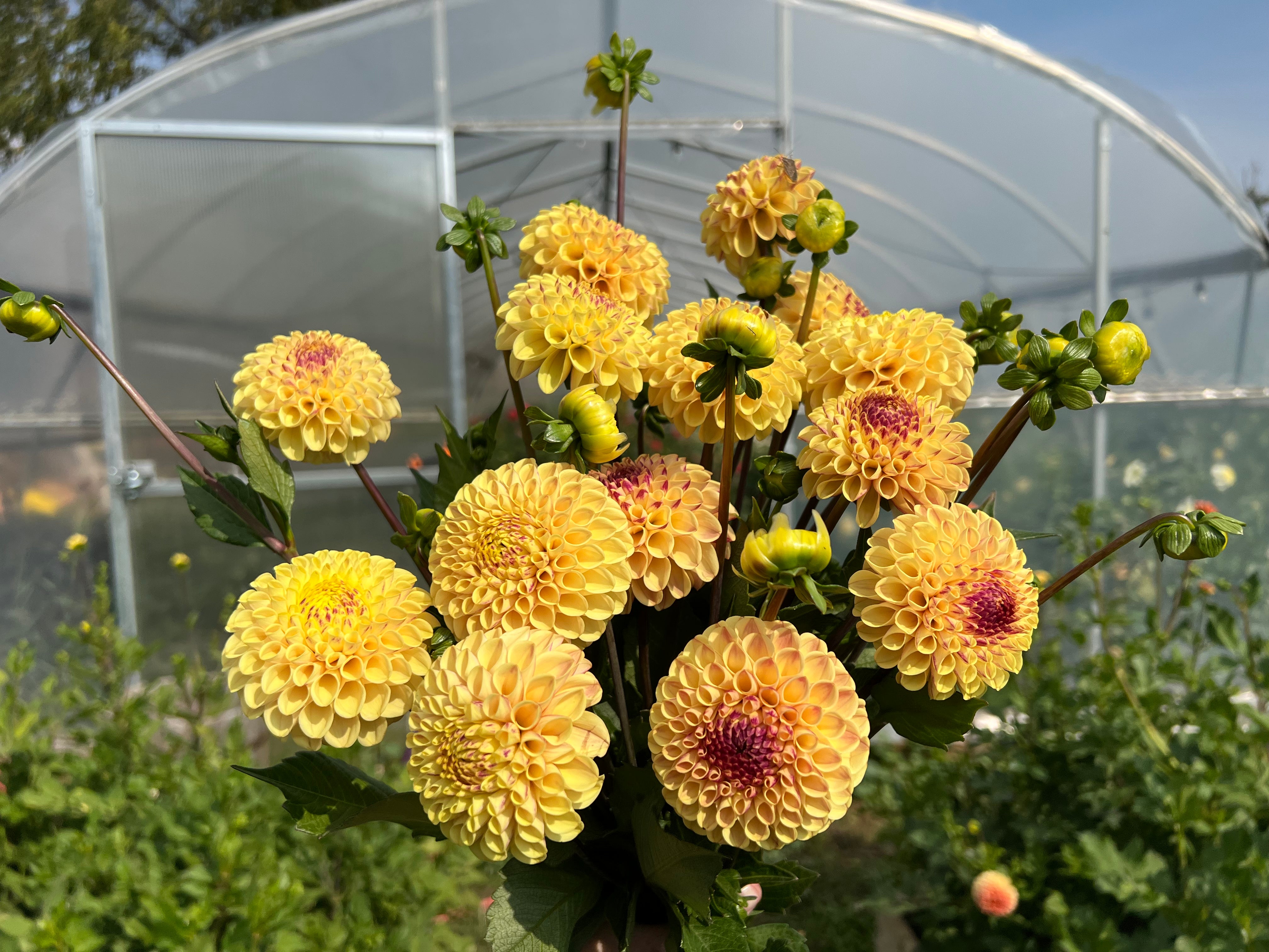 Wine Eyed Jill Yellow Dahlia Tuber