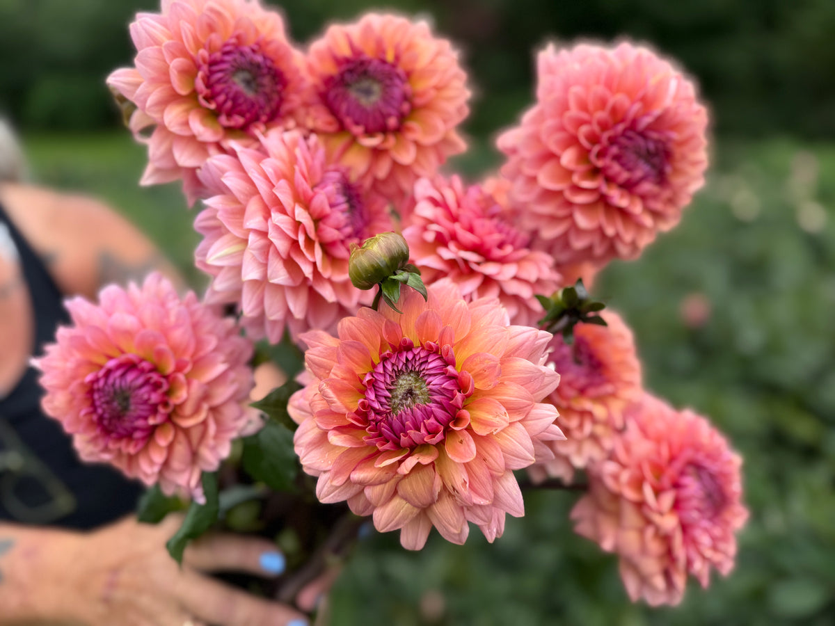 Sweet Sanne Dahlia Tuber - *Product NOT sold out*  SALES START SUNDAY MARCH 1ST AT 4PM