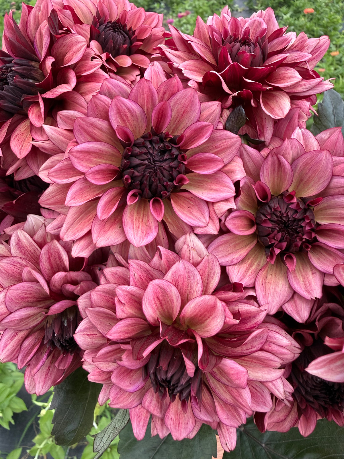 Night Silence Dahlia Tuber - *Product NOT sold out*  SALES START SUNDAY MARCH 1ST AT 4PM
