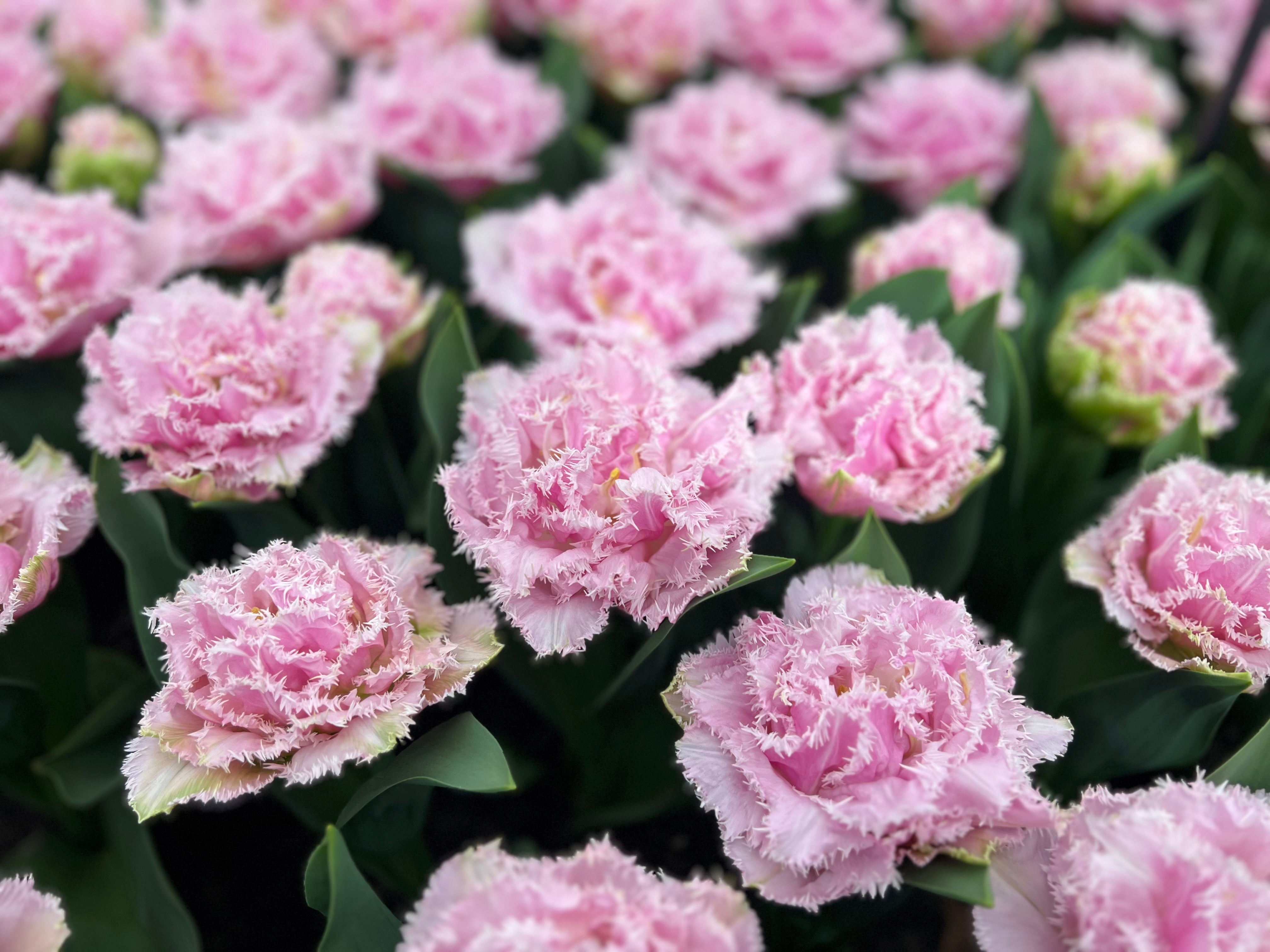 Cairns Tulip Bulbs - COMING SEPTEMBER 7TH AT 5PM
