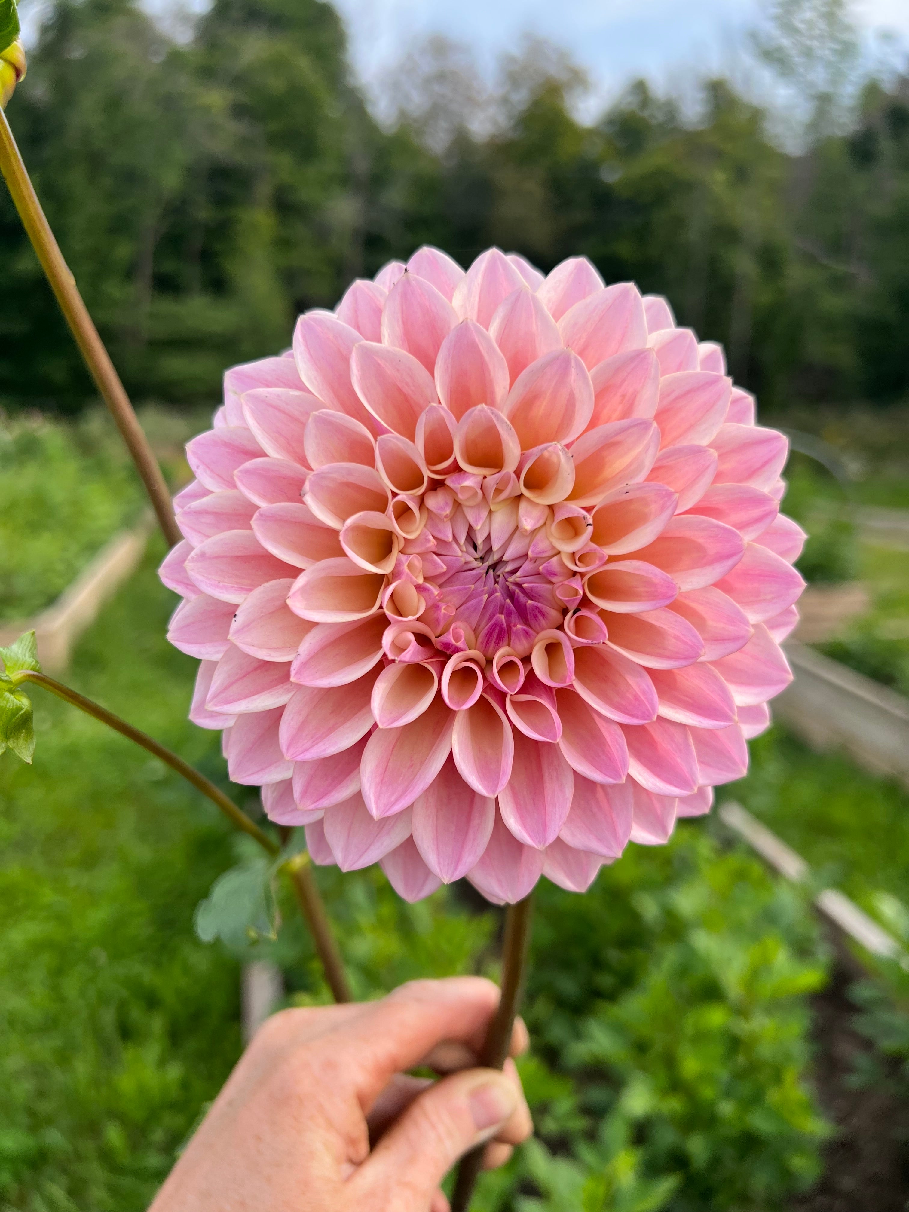 Coralie Dahlia Tuber (New This Year) -LIMIT 1
