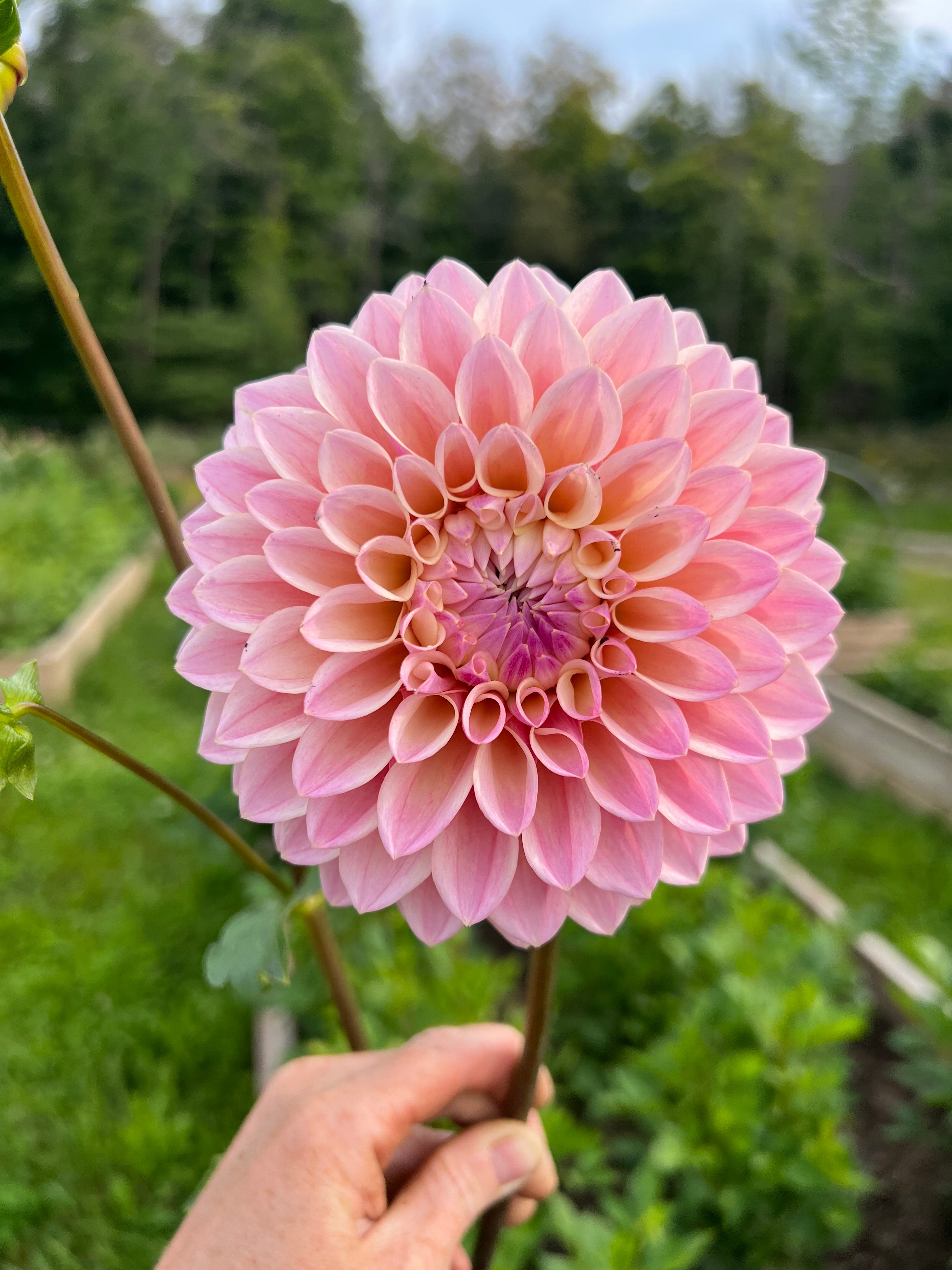 Coralie Dahlia Tuber