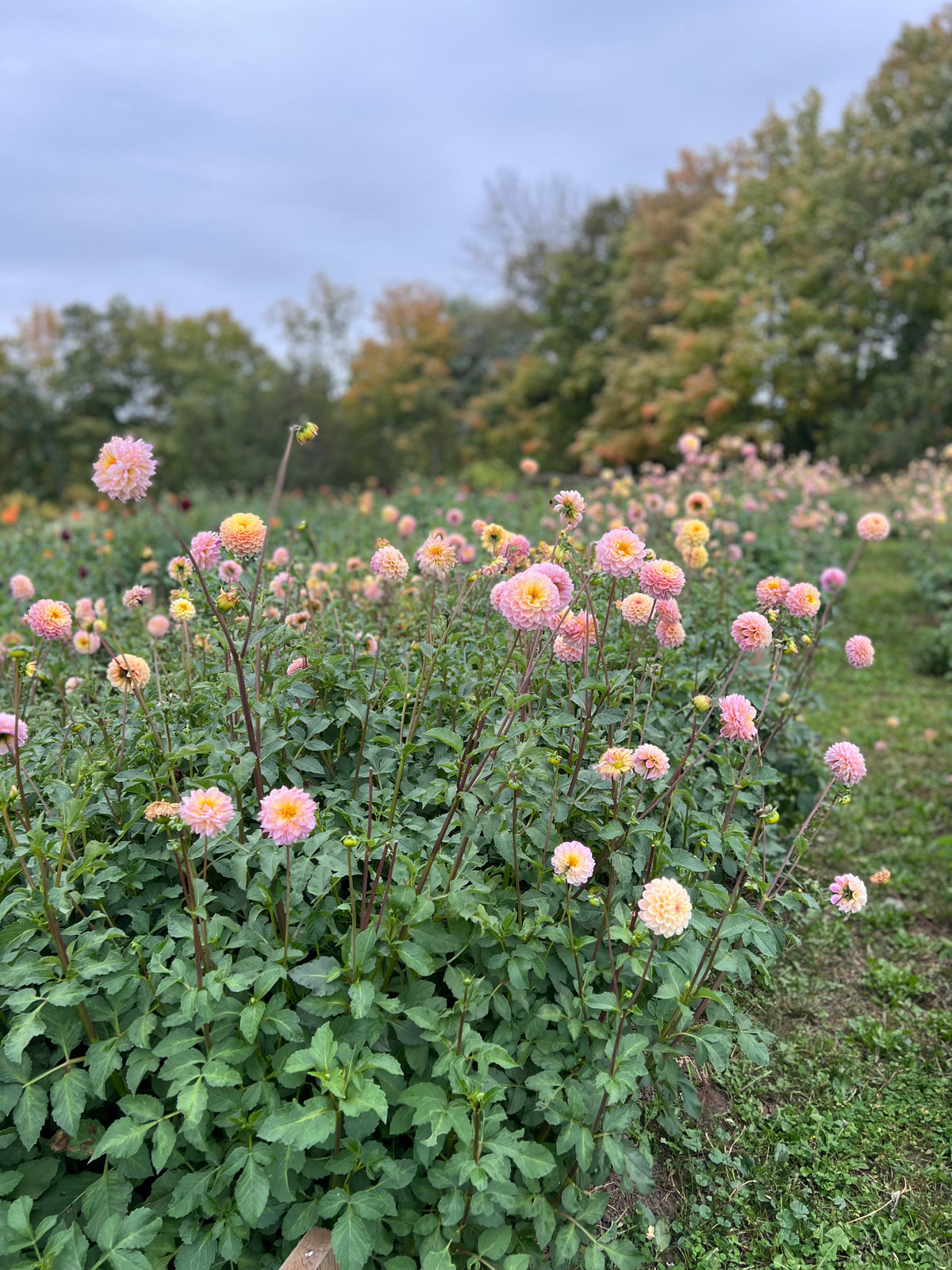 Wine Eyed Jill Dahlia Tuber - *Product NOT sold out*  SALES START SUNDAY MARCH 1ST AT 4PM