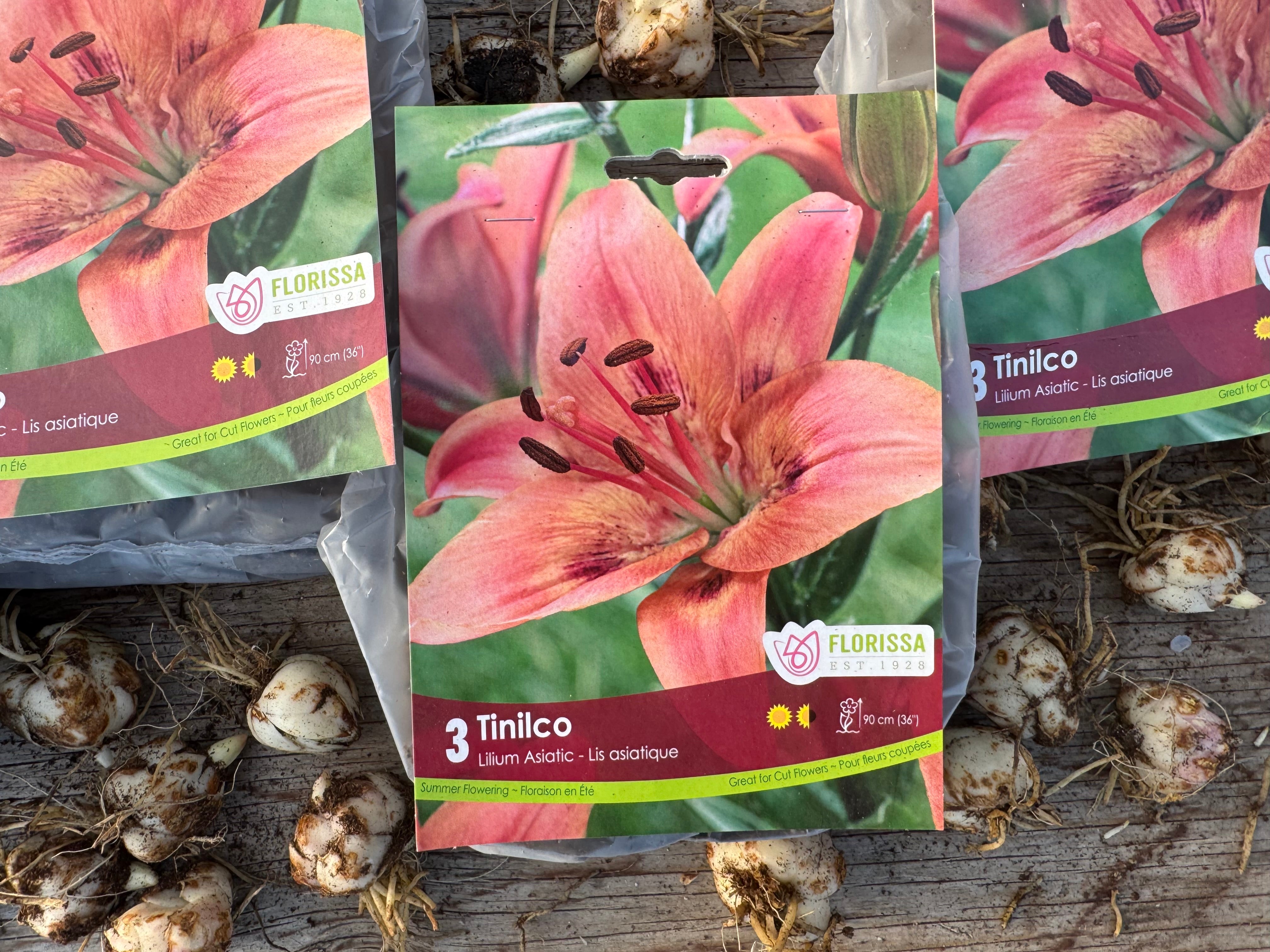 Tinilco Asiatic Lily Bulb