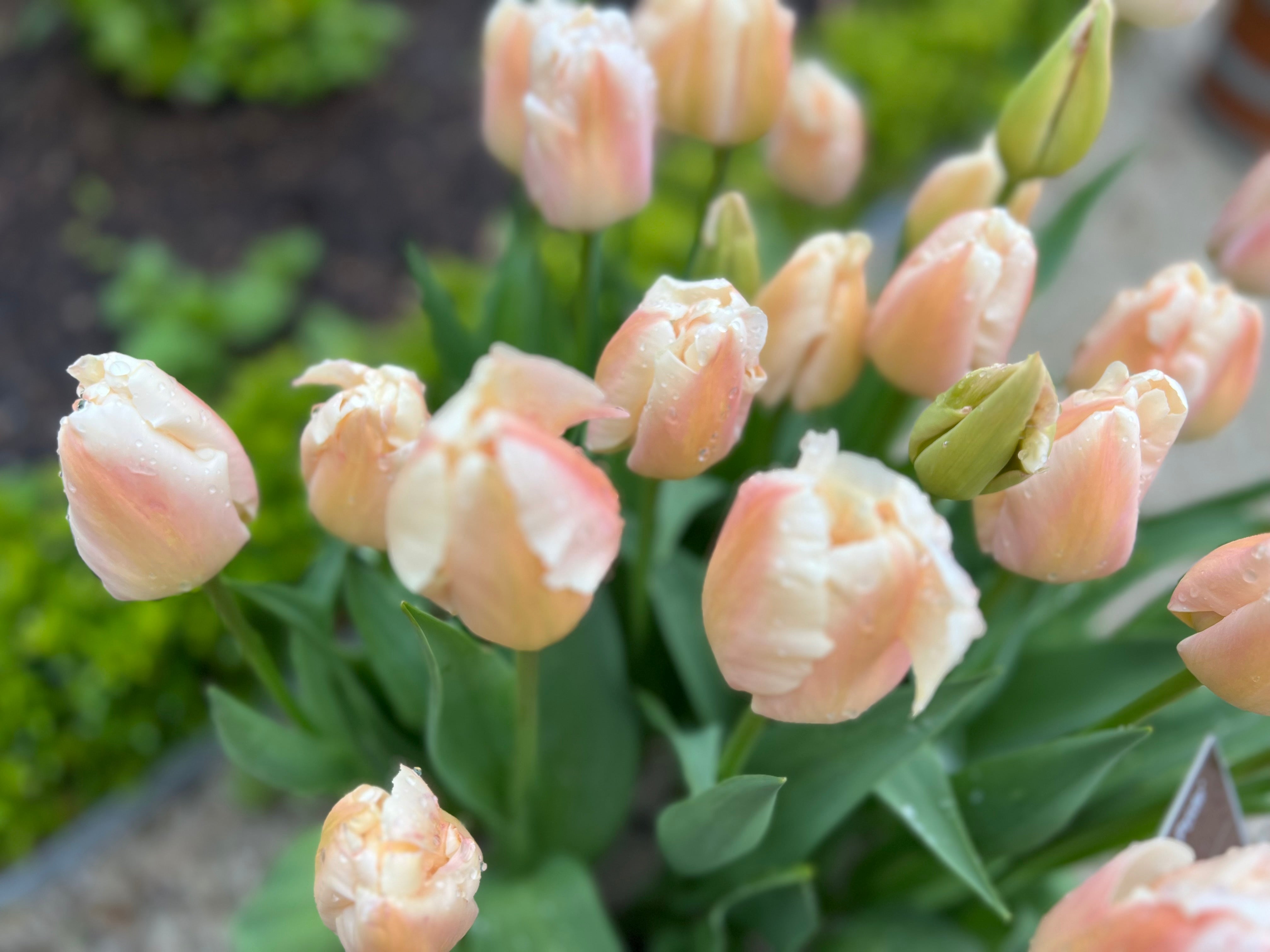 Apricot Pride Tulip Bulbs - COMING SEPTEMBER 7TH AT 5PM