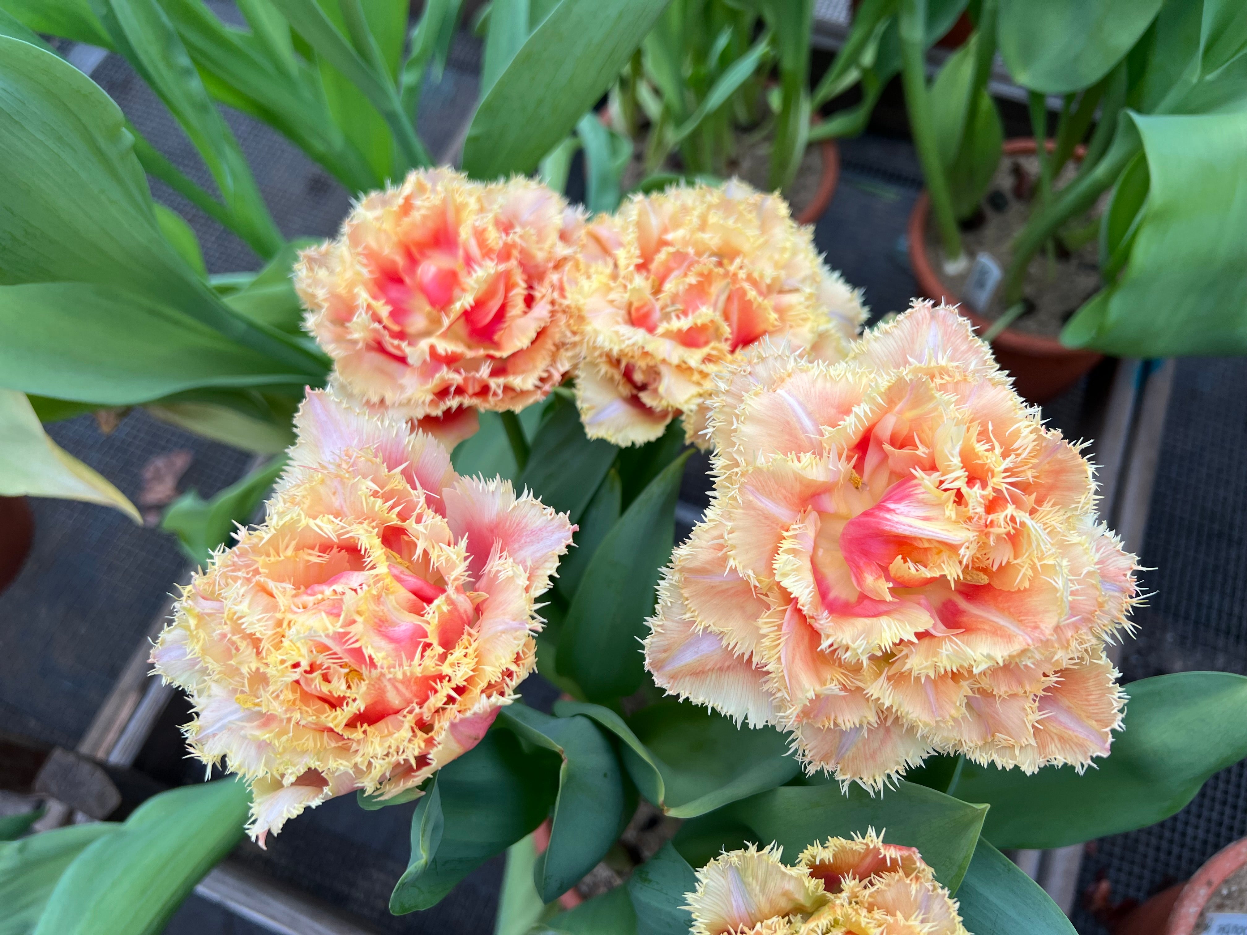 Brisbane Tulip Bulbs - COMING SEPTEMBER 7TH AT 5PM