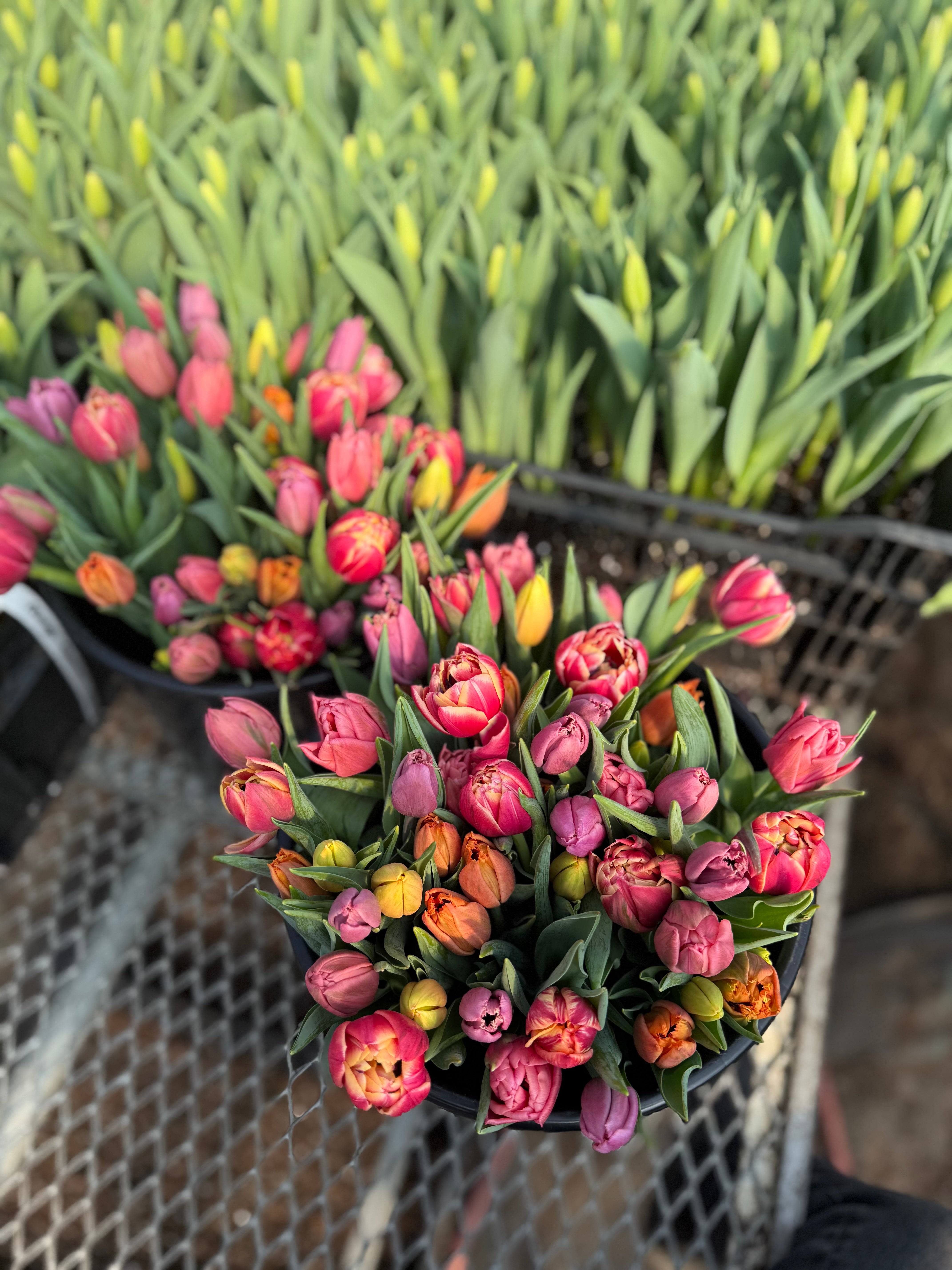Rainbow Tulip Bunch