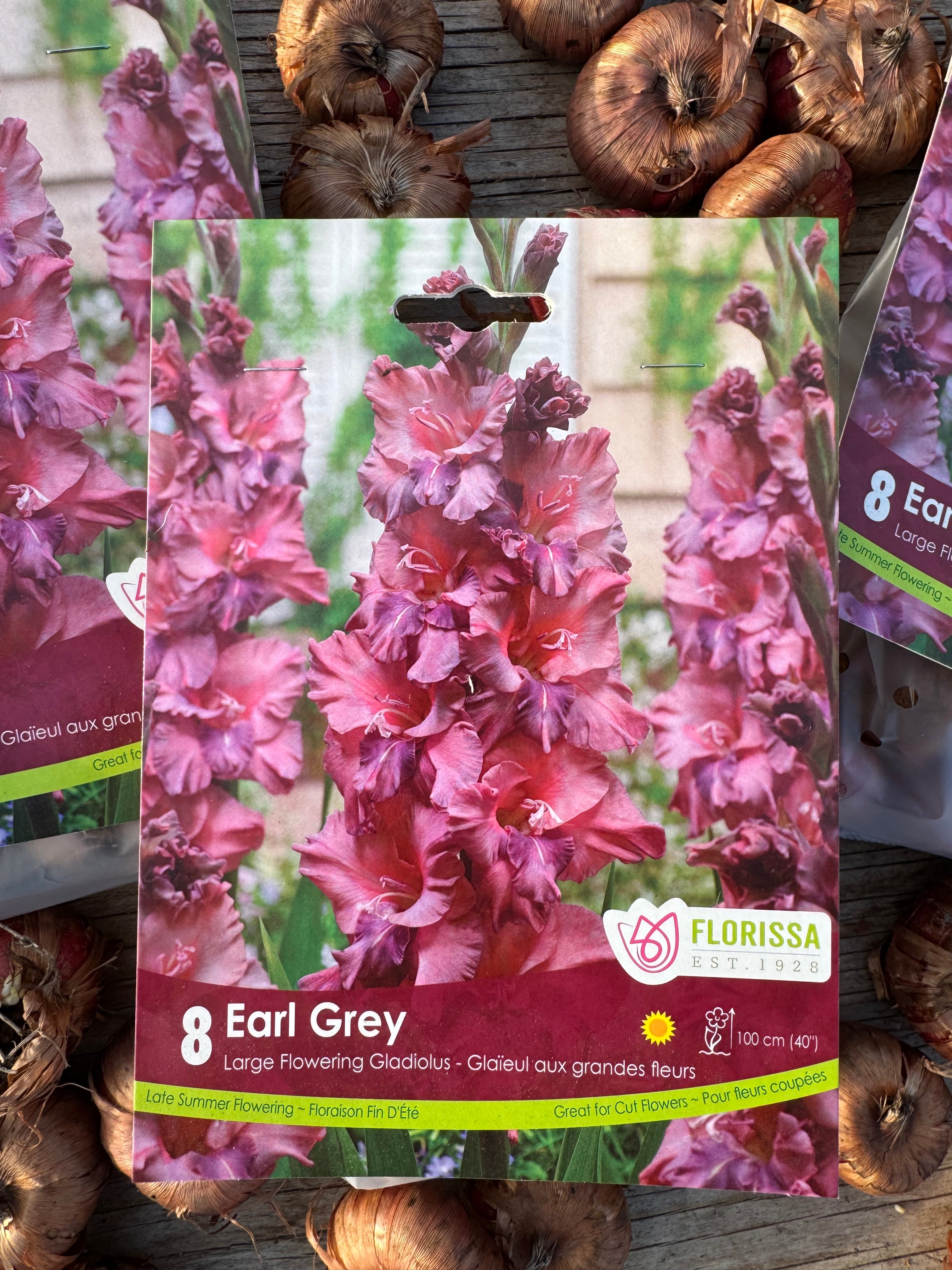 Earl Grey Gladiolus Corms