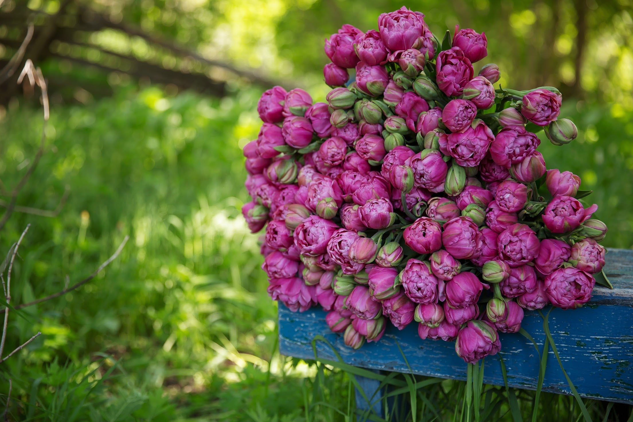 A large bouquet of dark pink tulips sits on a blue wooden bench in front of a blurred green background. 