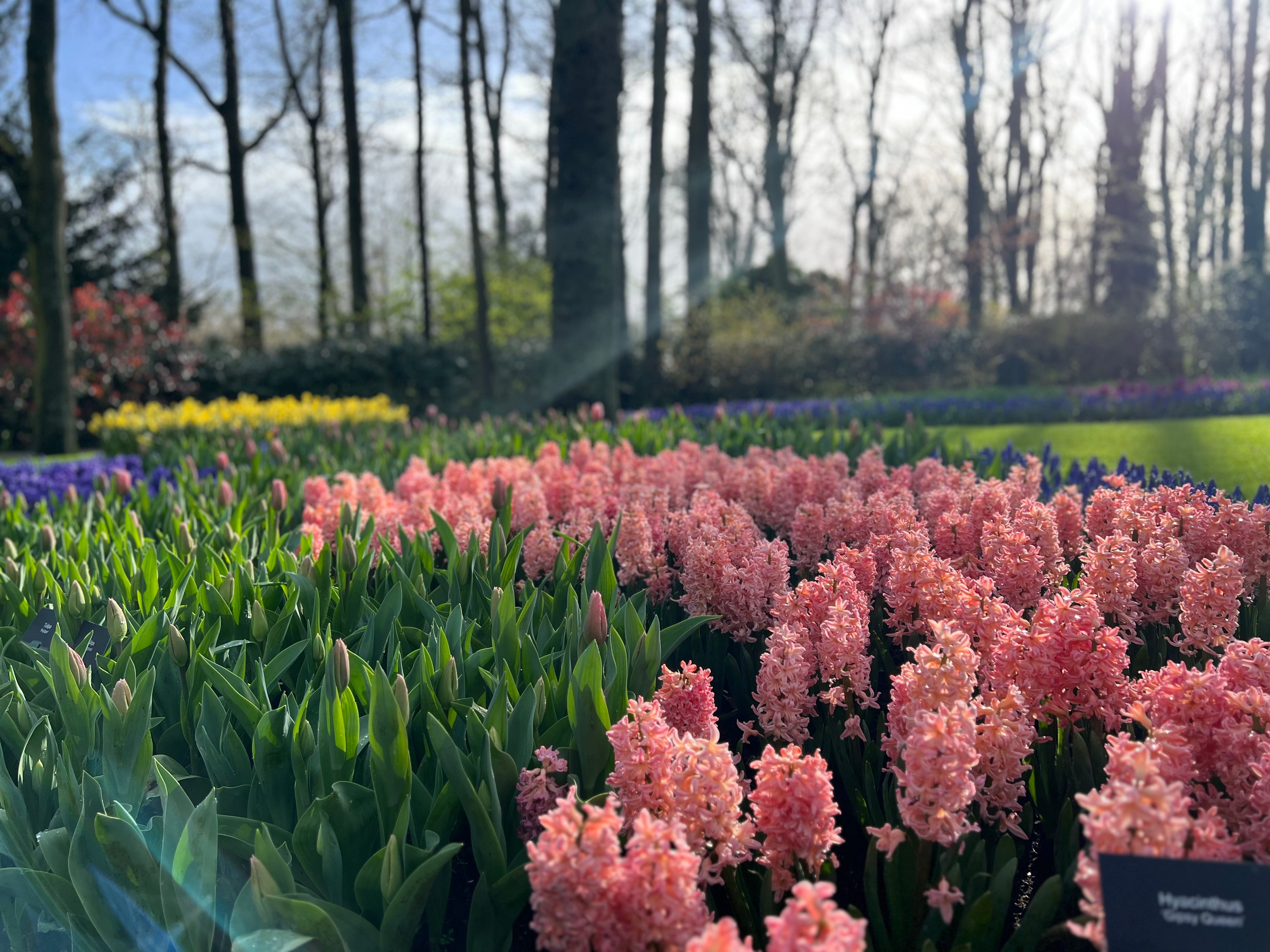Gipsy Queen Hyacinth Bulbs