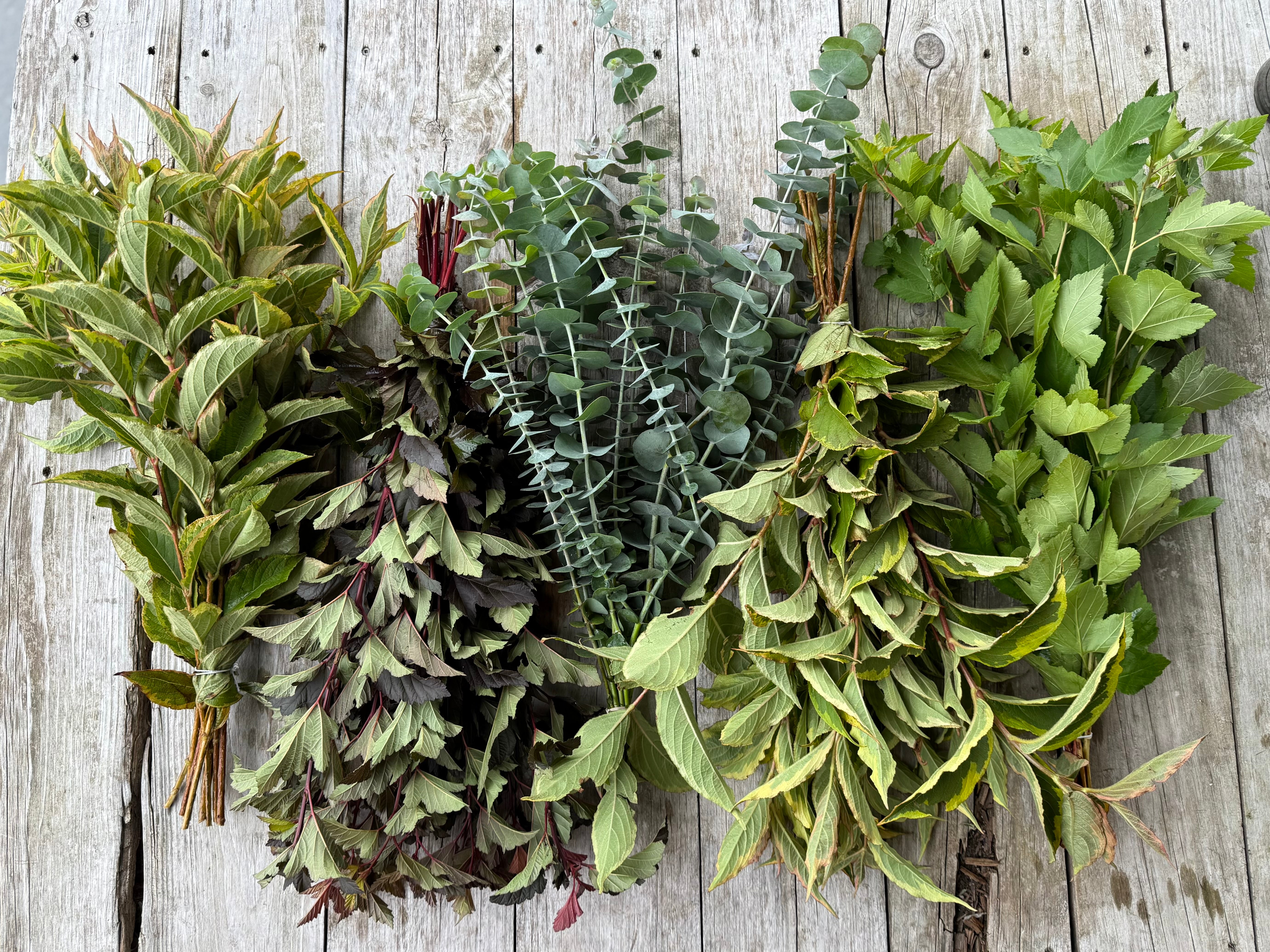 Bulk DIY FOLIAGE BUCKET-50 Stems