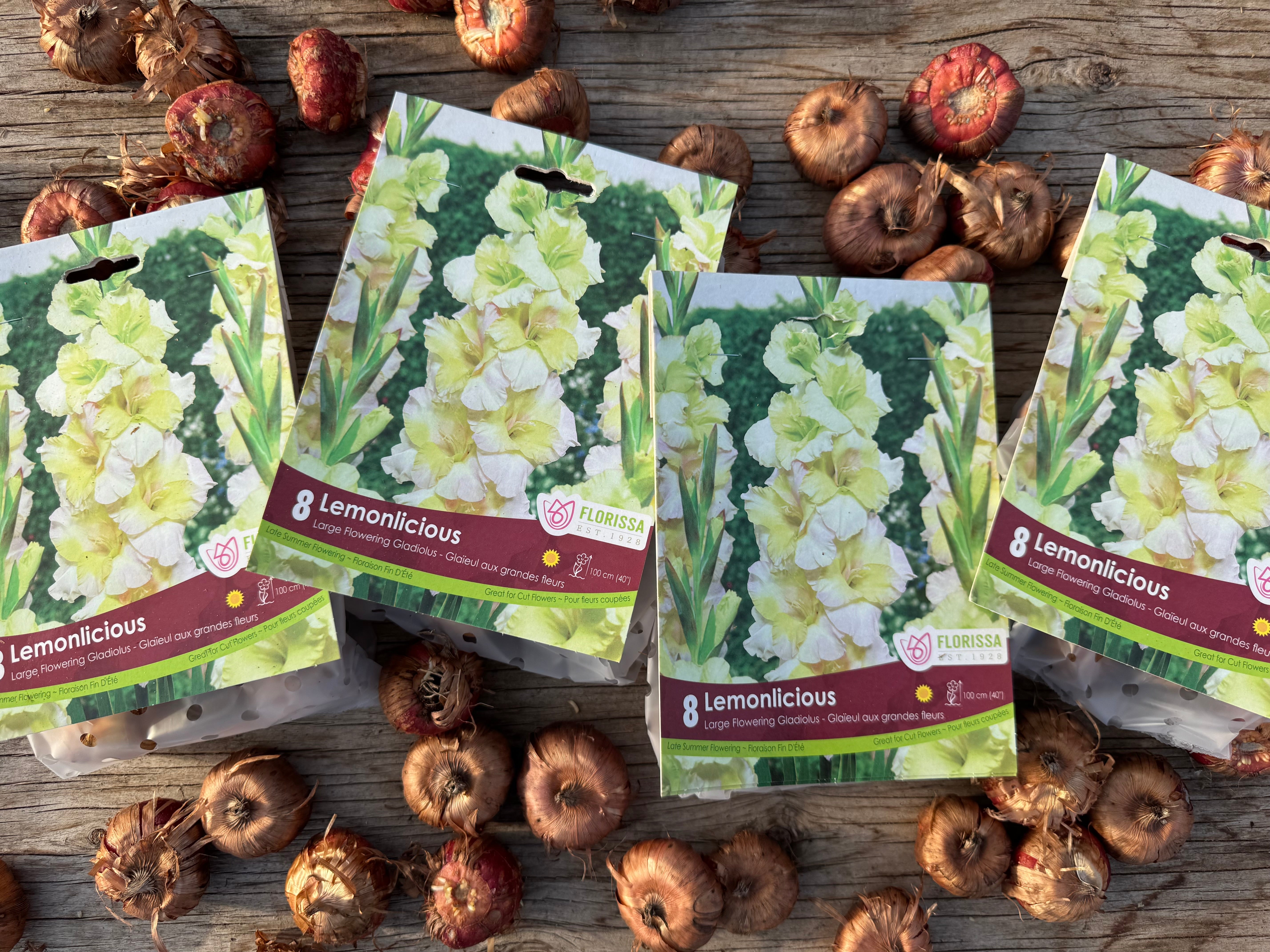 Lemonlicious Gladiolus Corms
