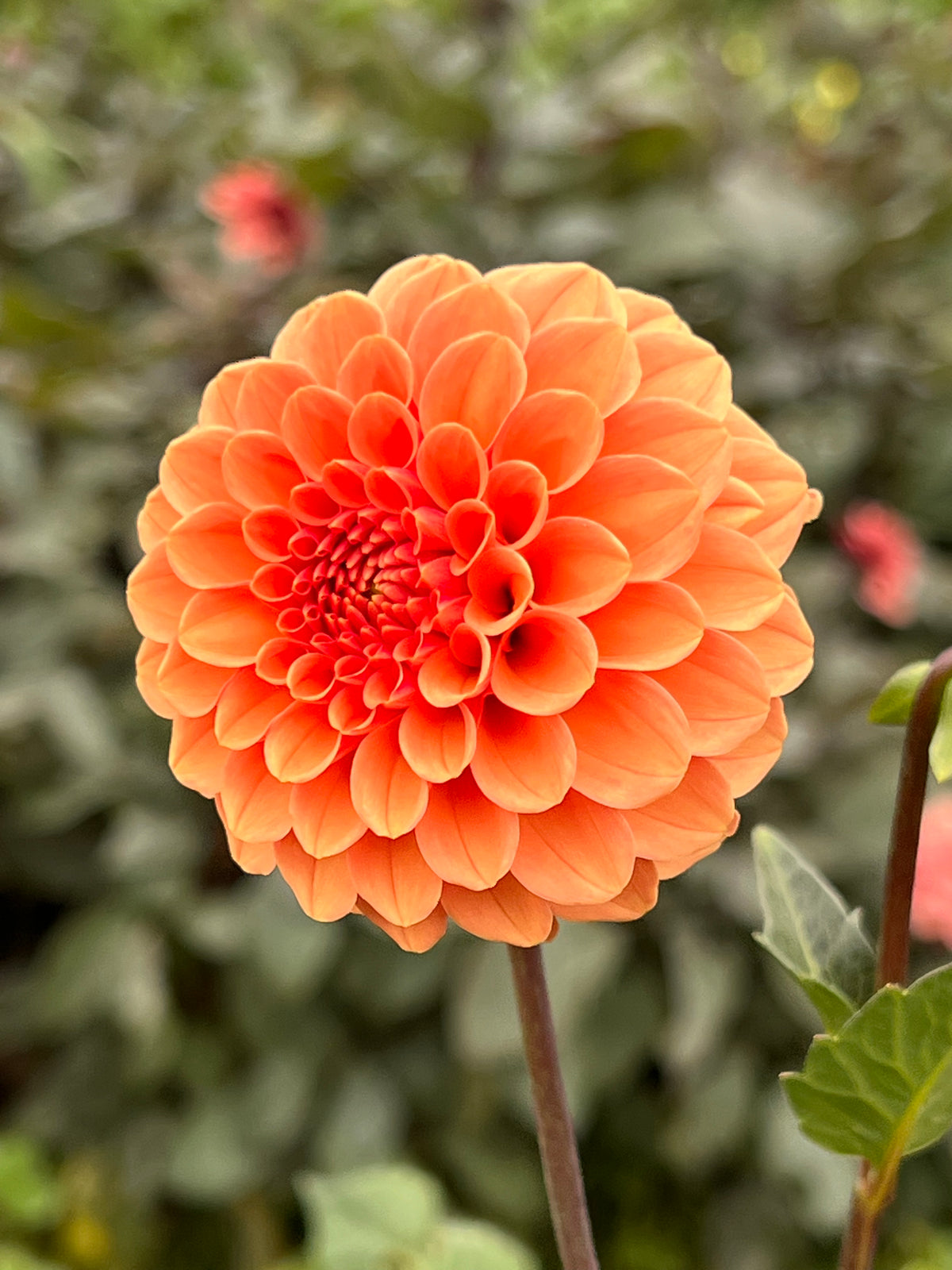 Rose Toscana Dahlia Tuber - *Not Sold Out* SALE COMING IN MARCH OF 2027