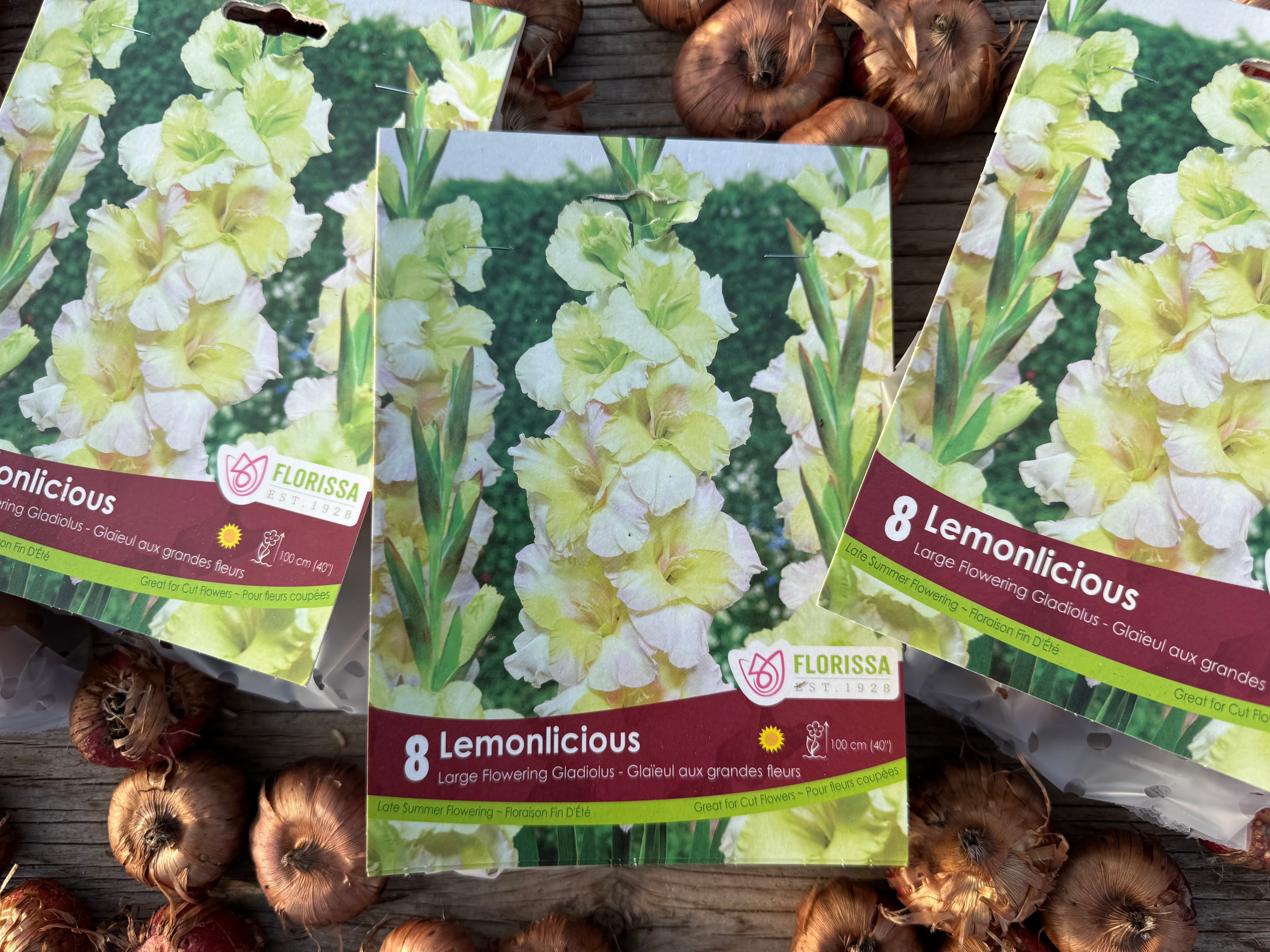 Lemonlicious Gladiolus Corms