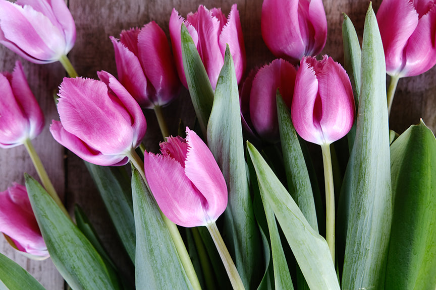 Louve Tulip Bulbs