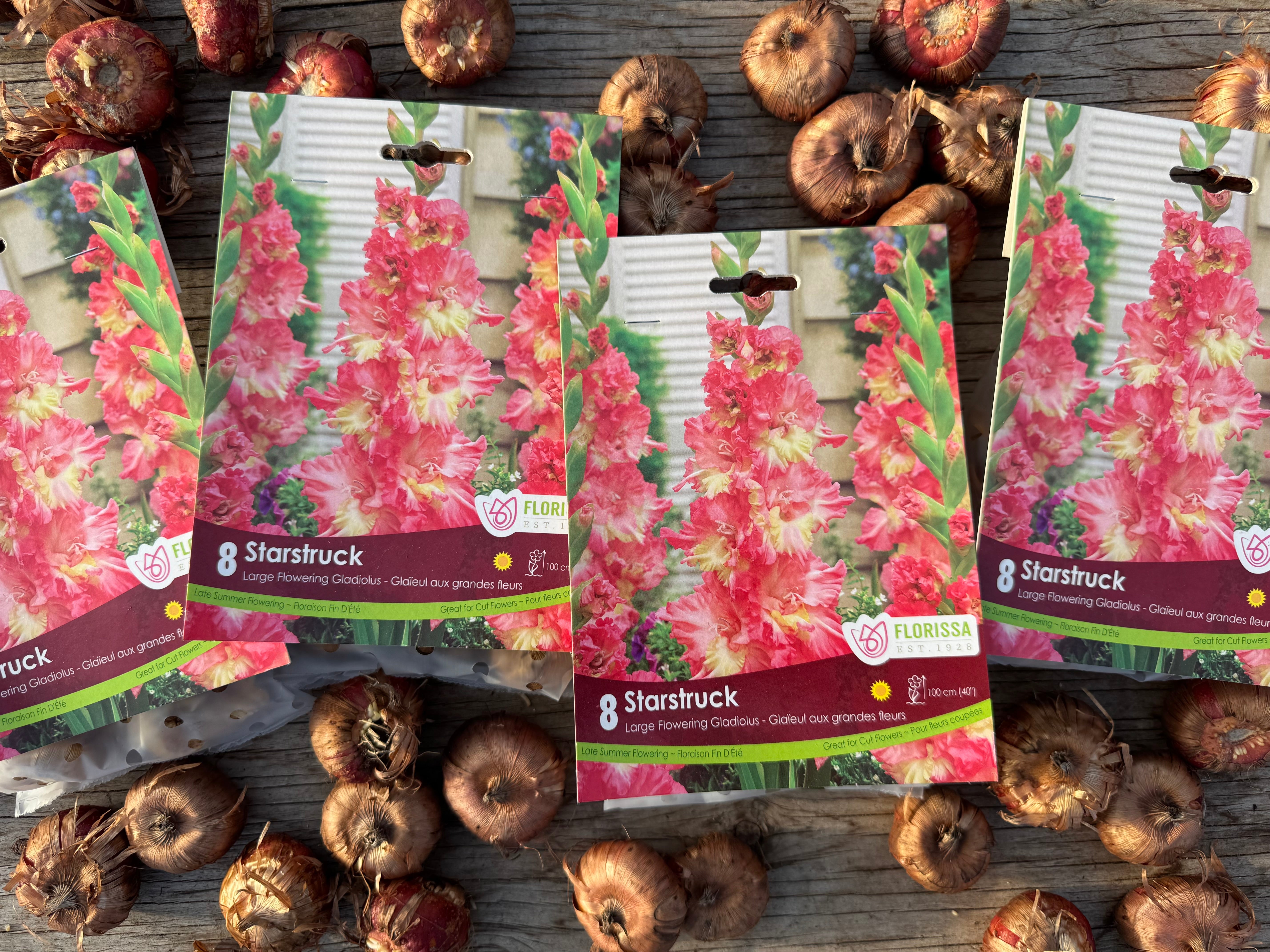 Starstruck Gladiolus Corms