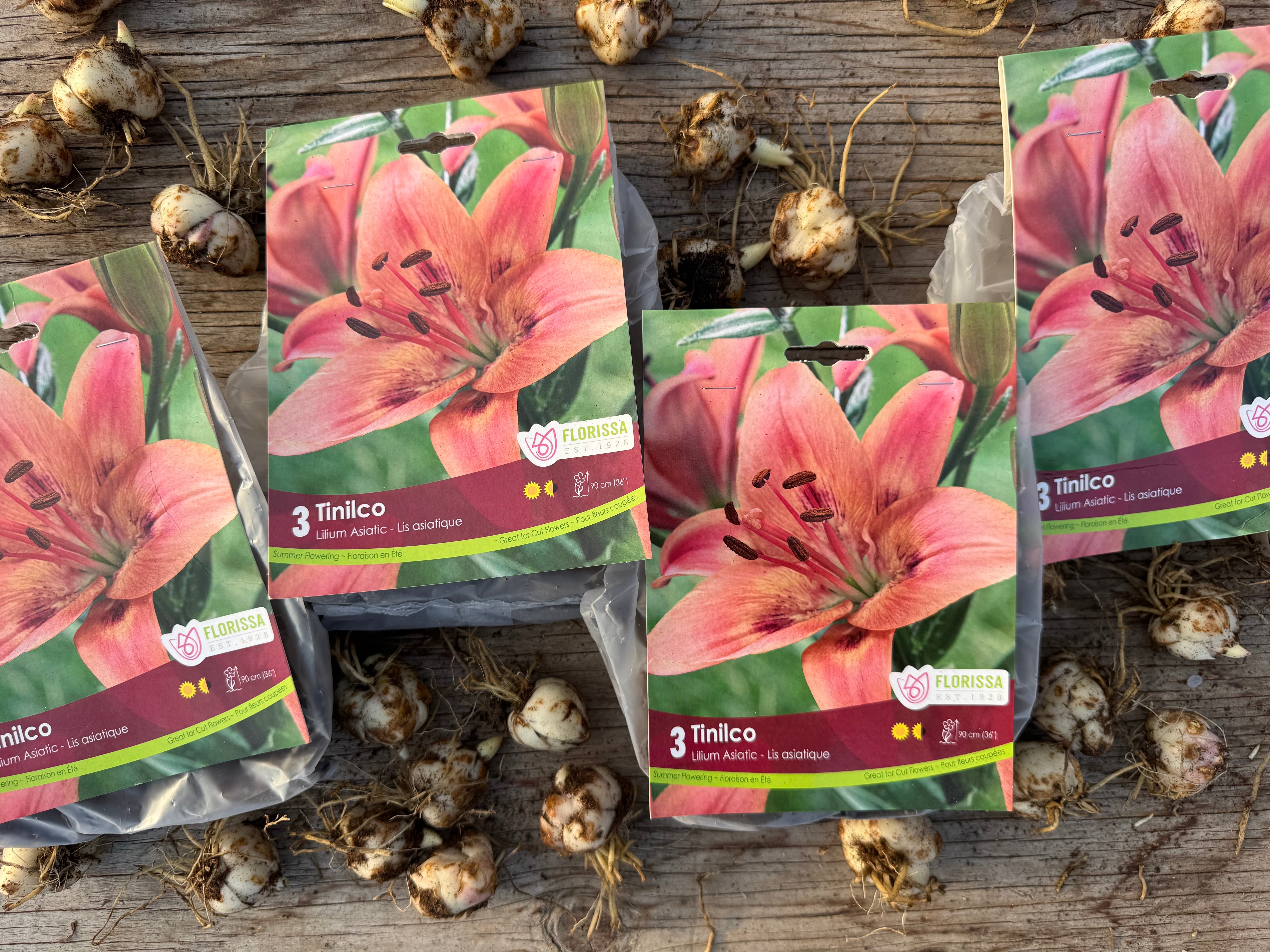 Tinilco Asiatic Lily Bulb