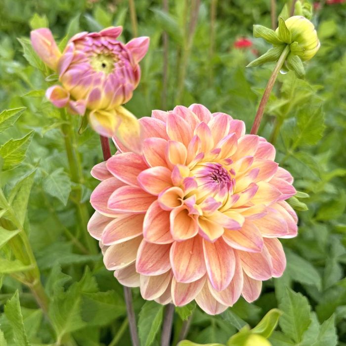 Hapet Pastel Dahlia Tuber *DUTCH TUBER STOCK*