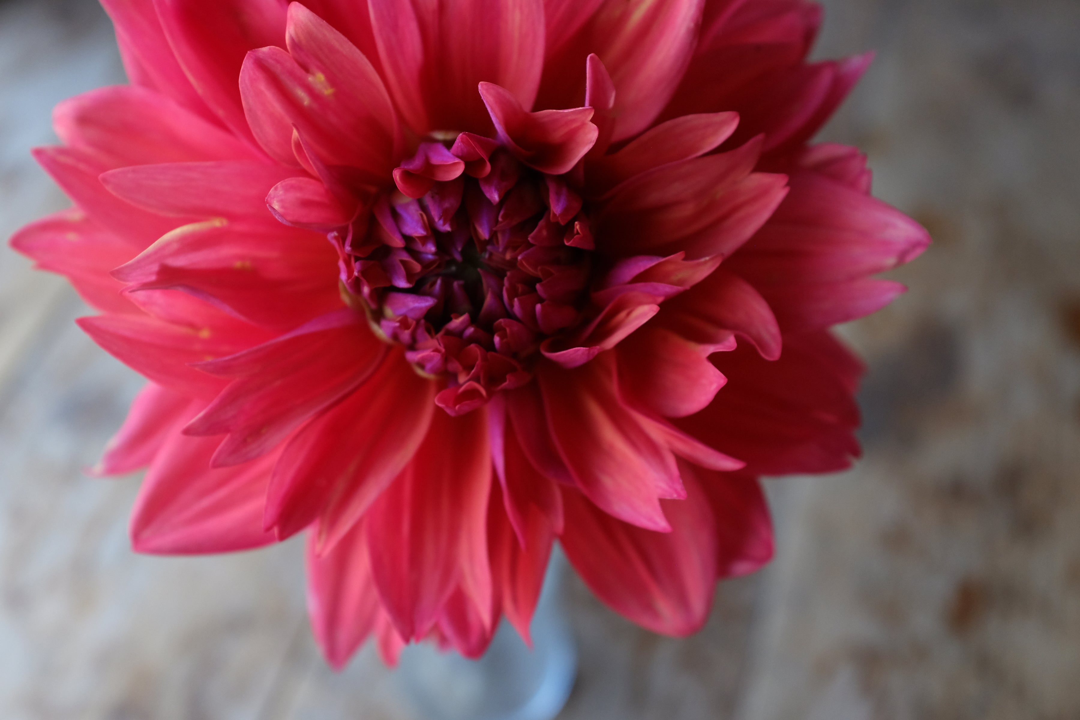 American Dawn Dahlia Tuber - *Product NOT sold out* COMING MARCH 3RD 2024!